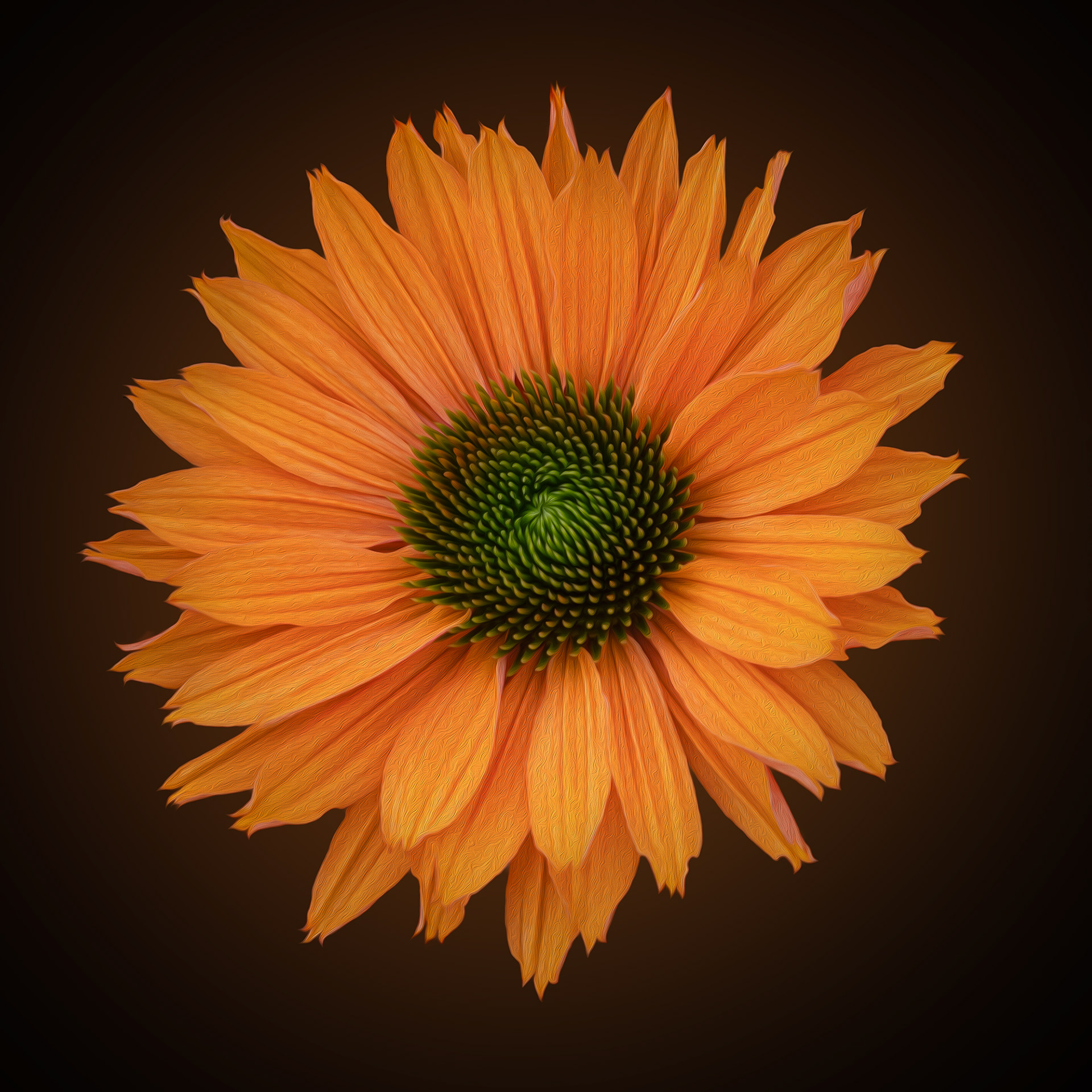 Orange echinacea