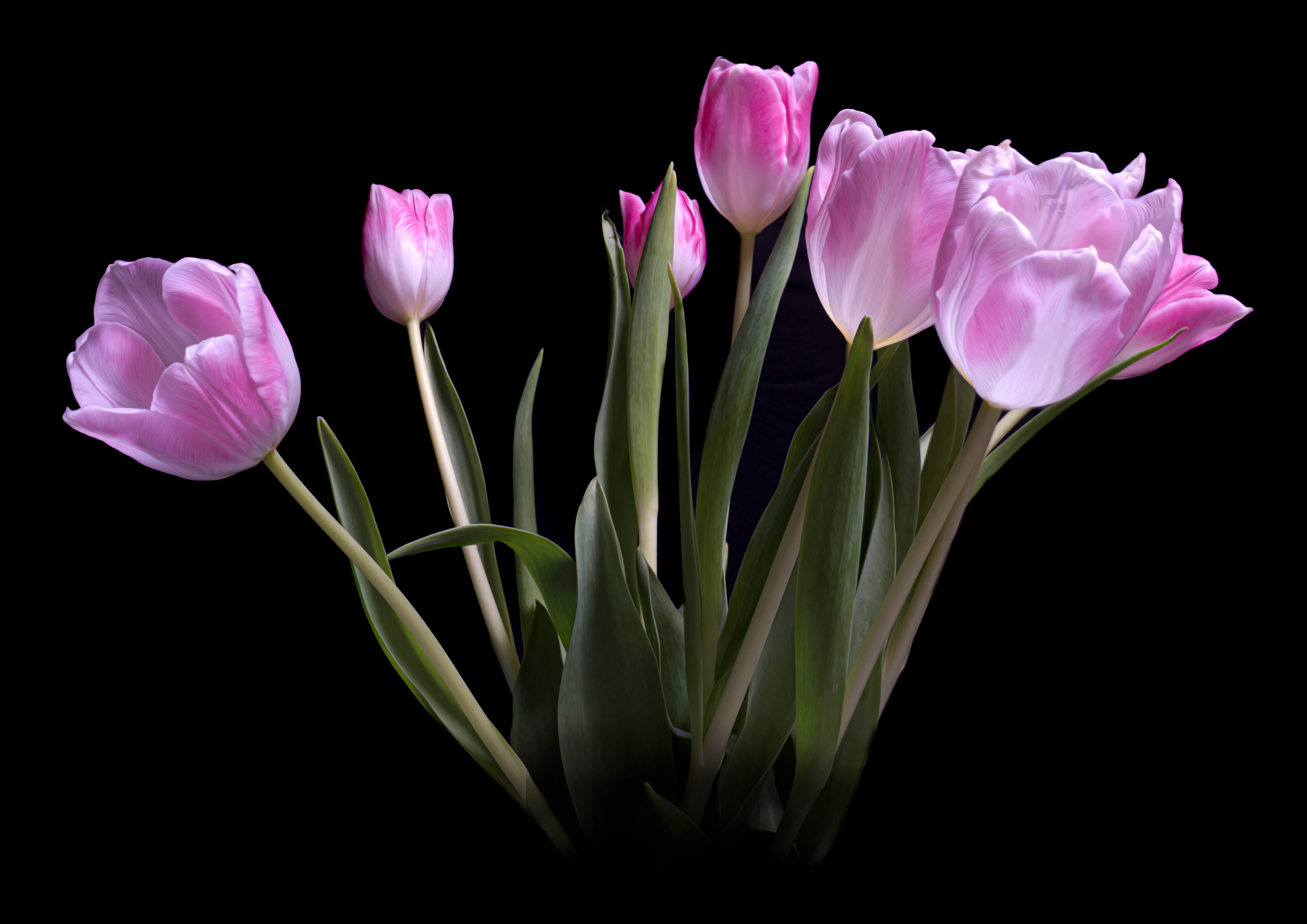 Bunch of pink tulips
