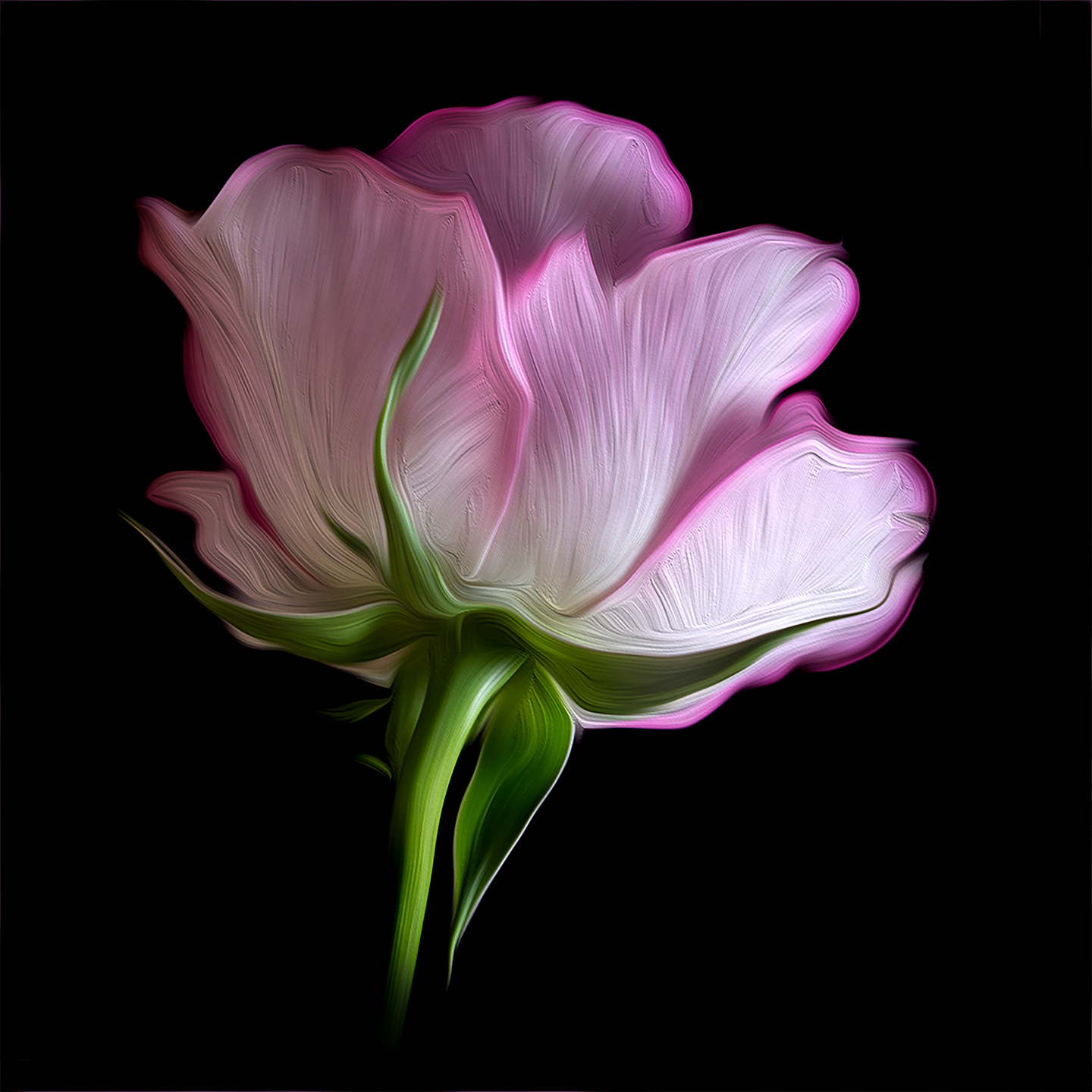 Oil painted pink rose