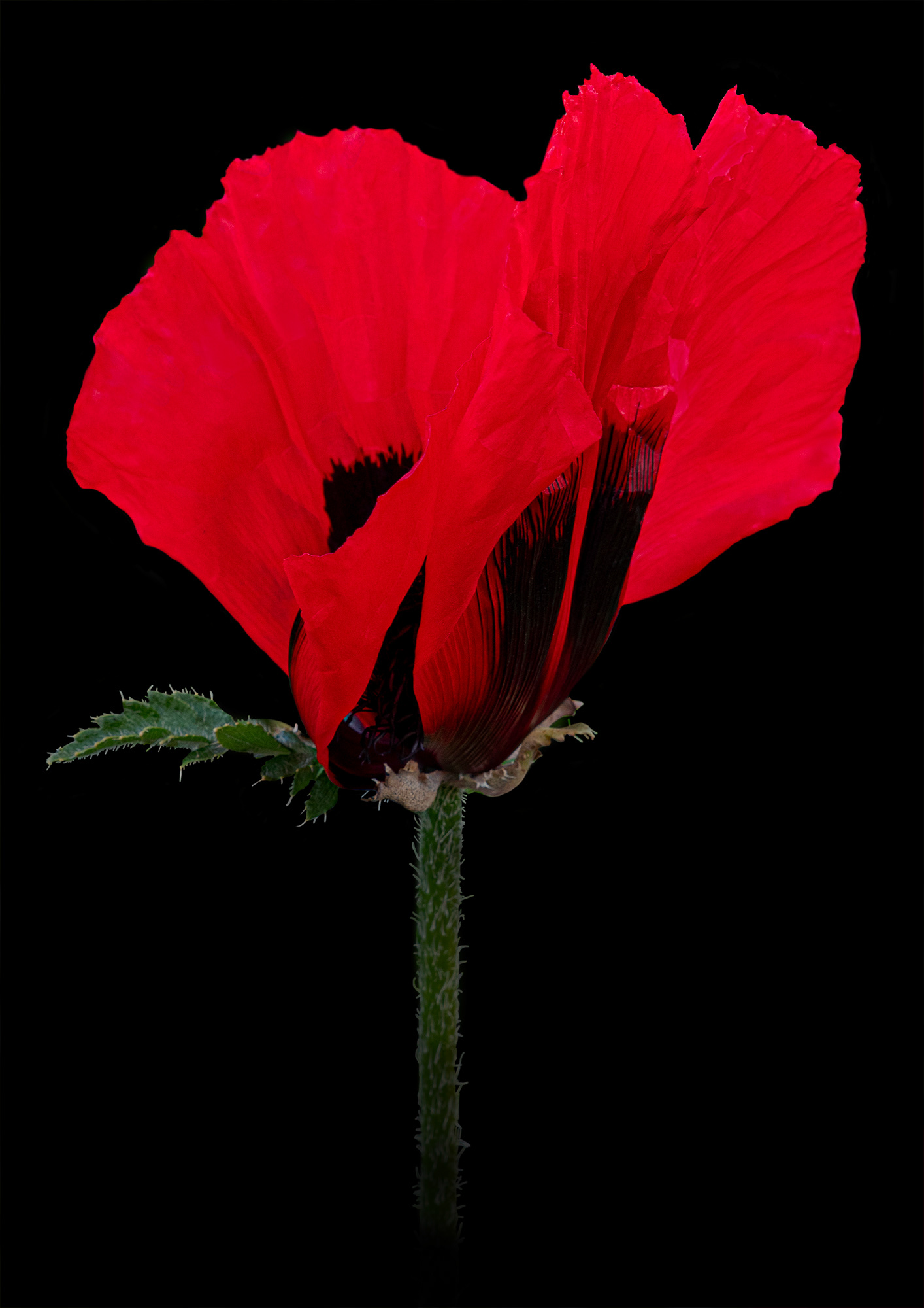 Poppy
