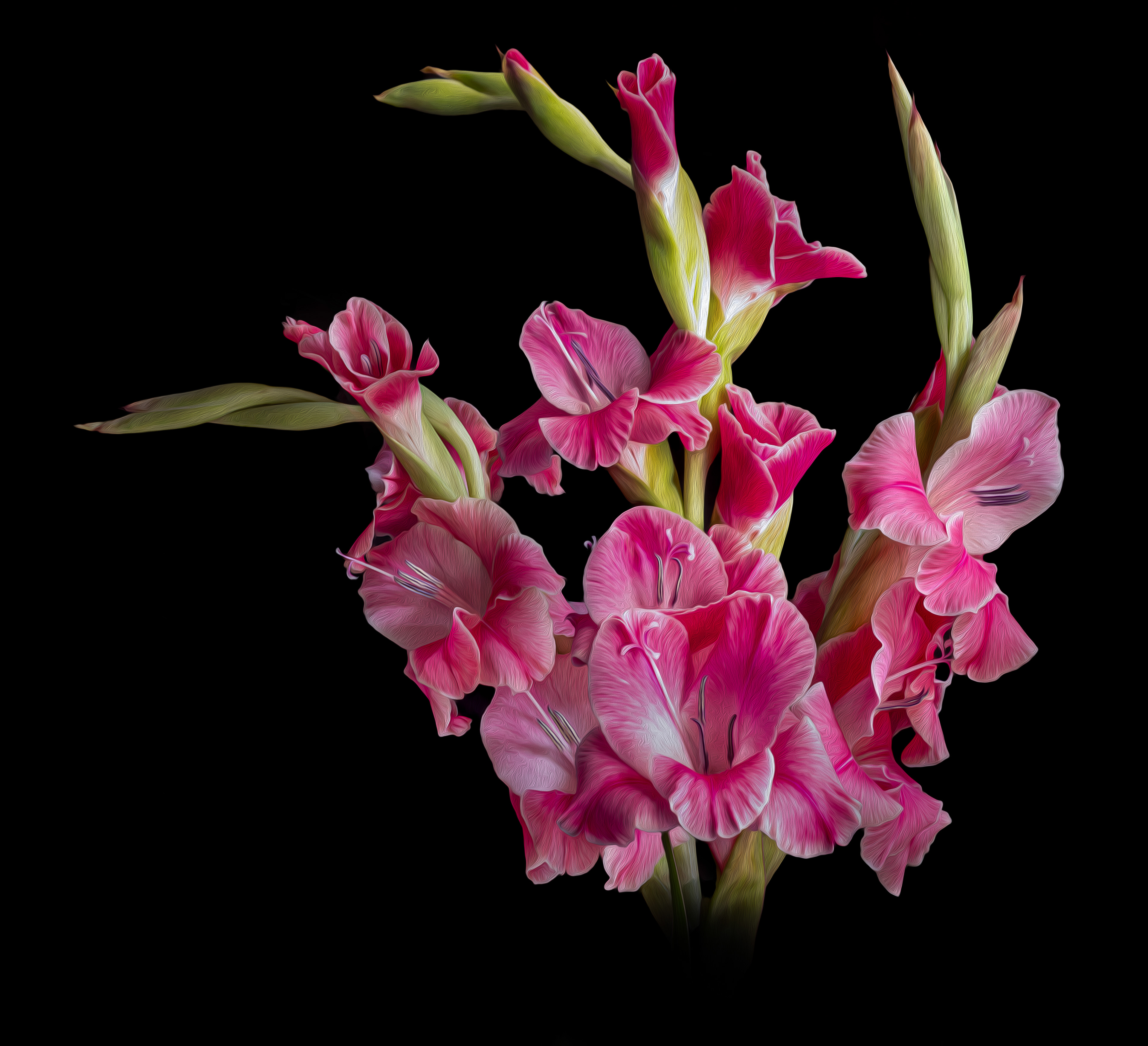 Bunch of pink gladiolus