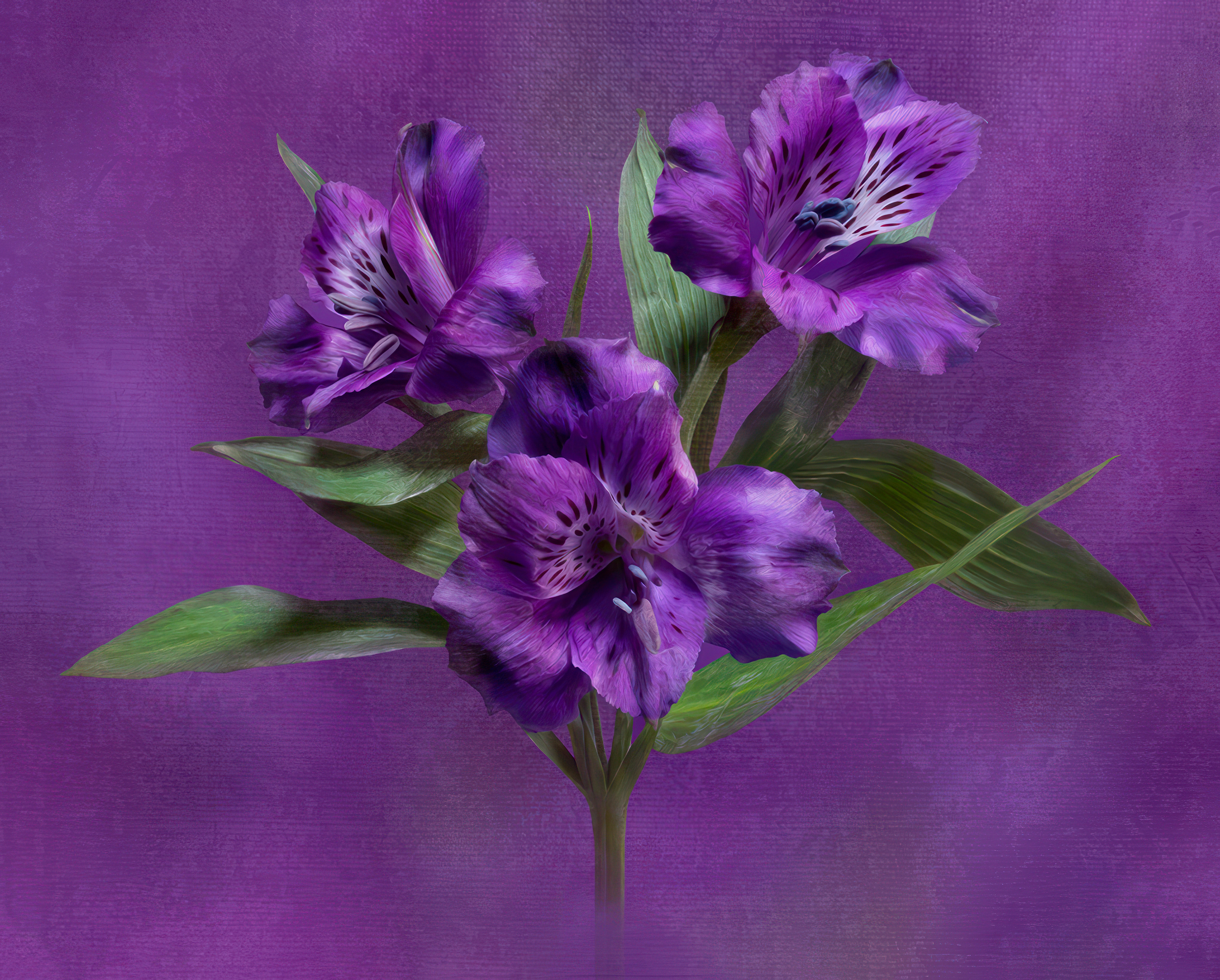 Purple alstromeria
