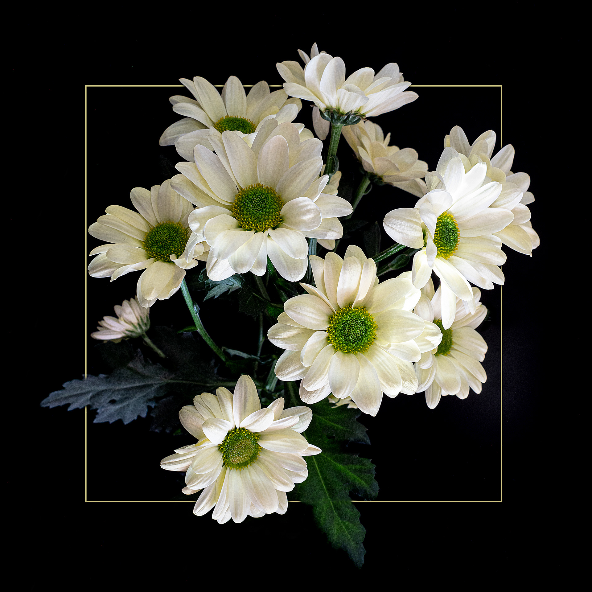 White chrysanthemums