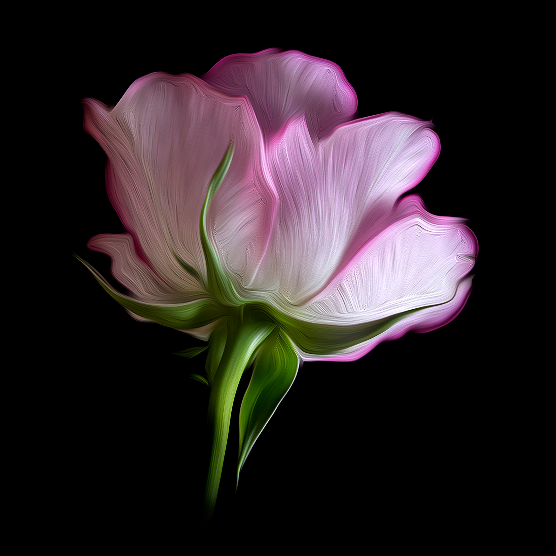 Pink rosebud