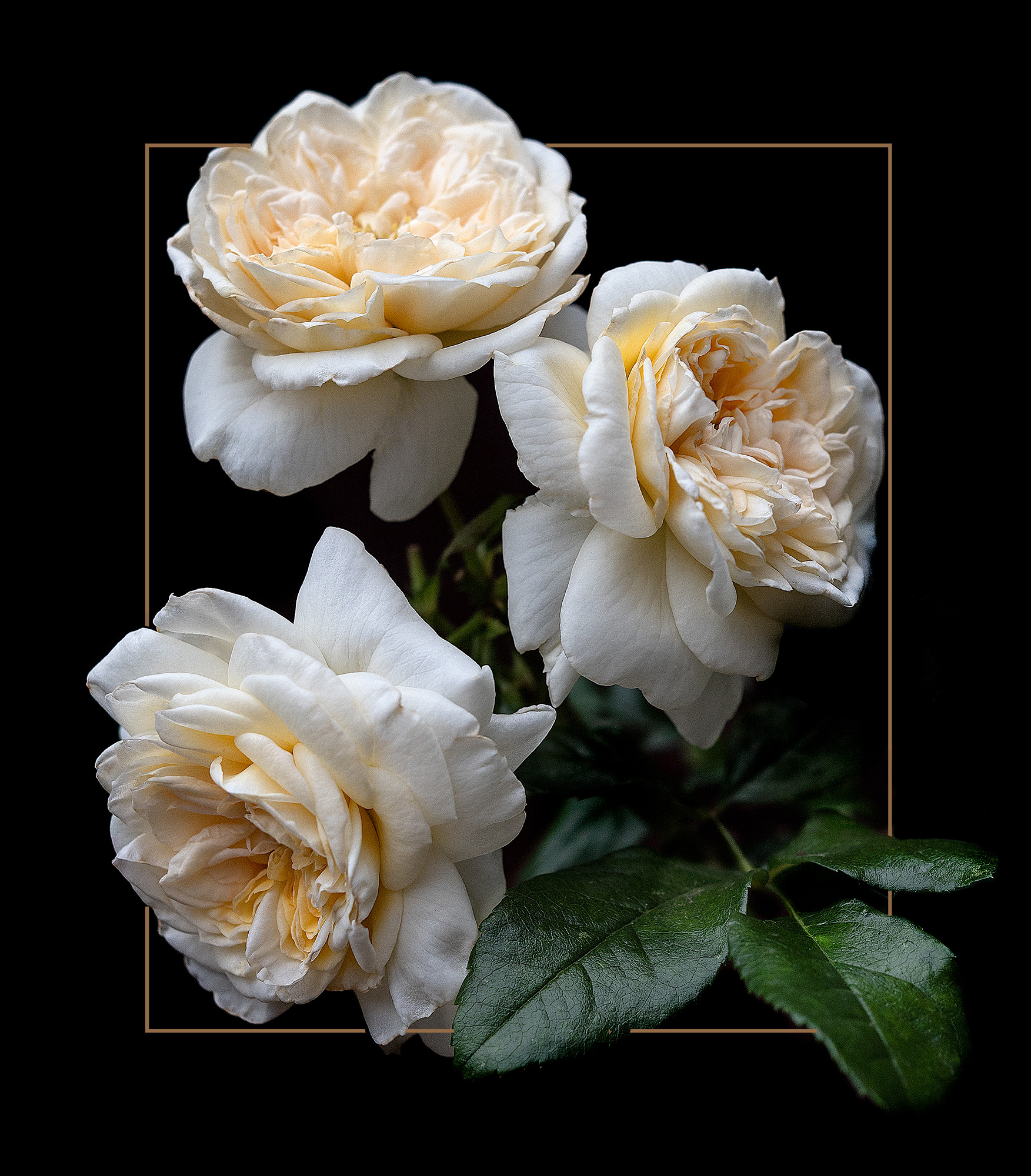 Vintage roses