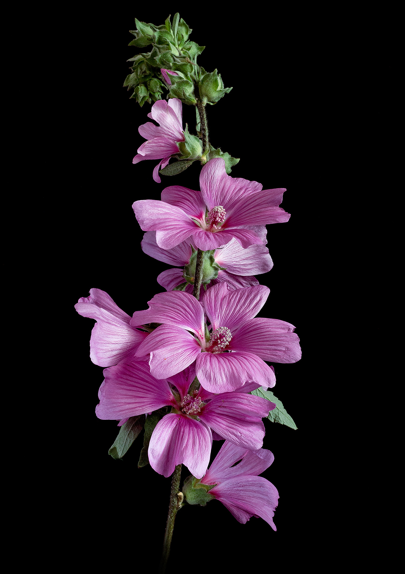 Pink mallow