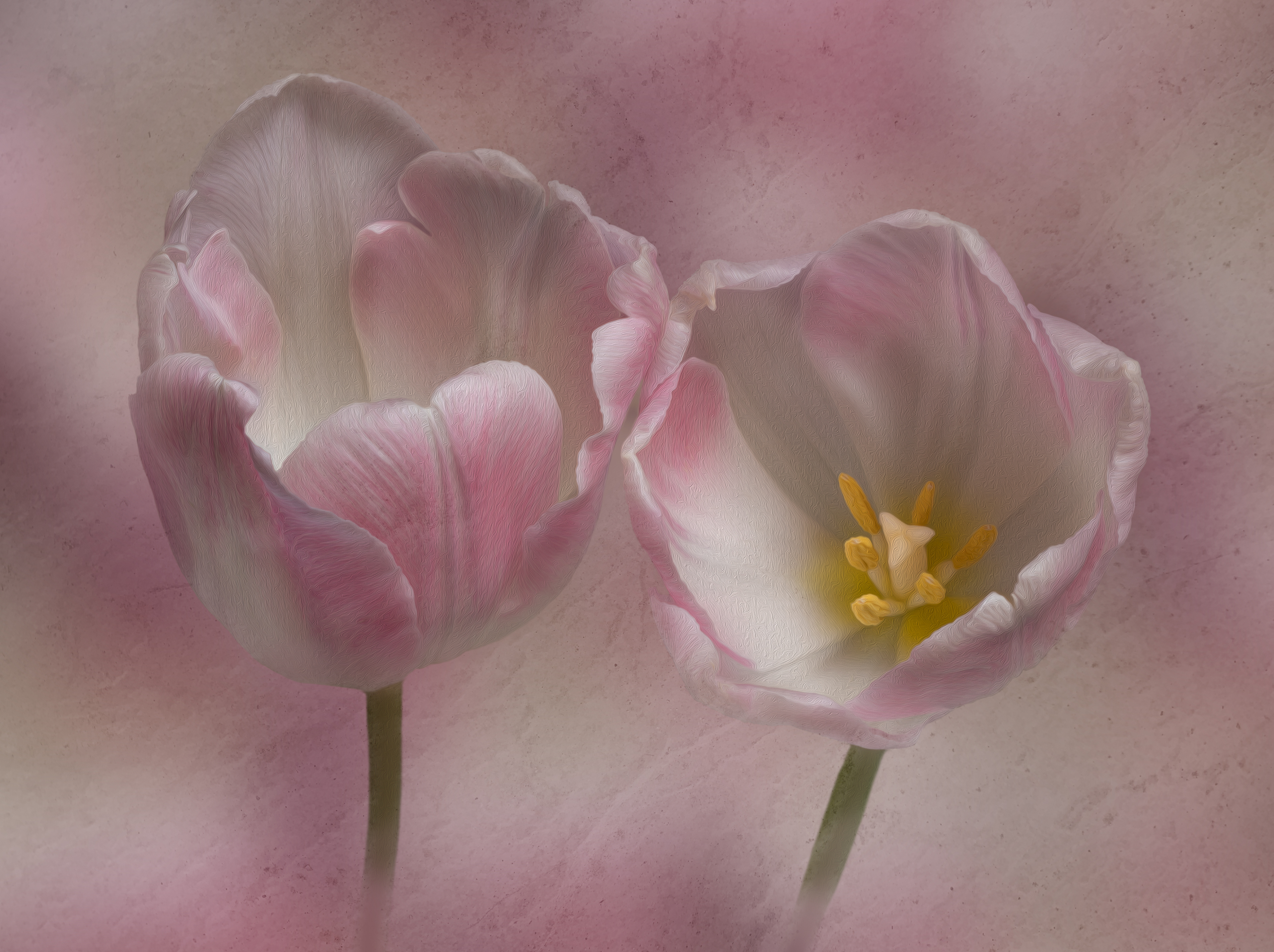 Pink tulip due