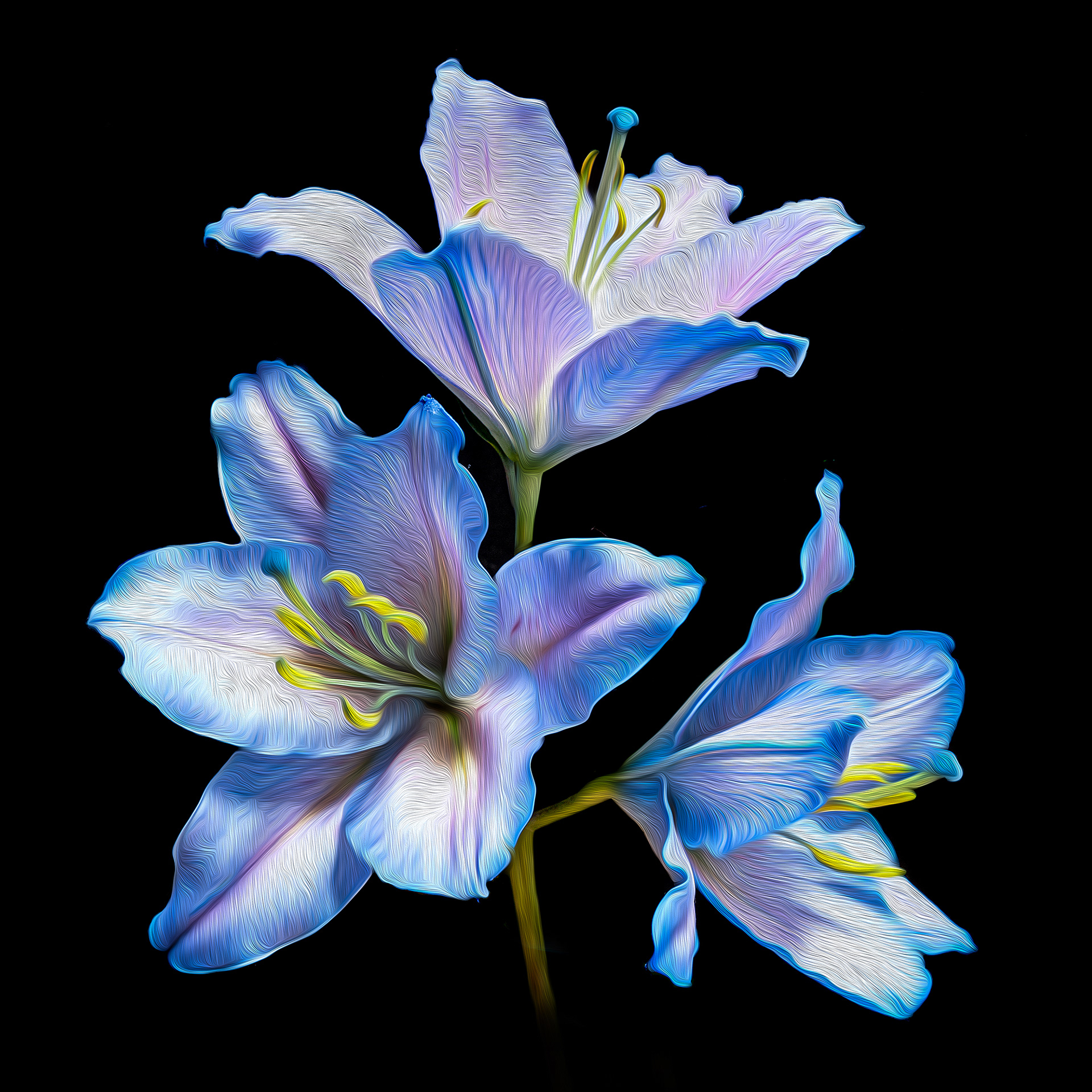 Blue lilies