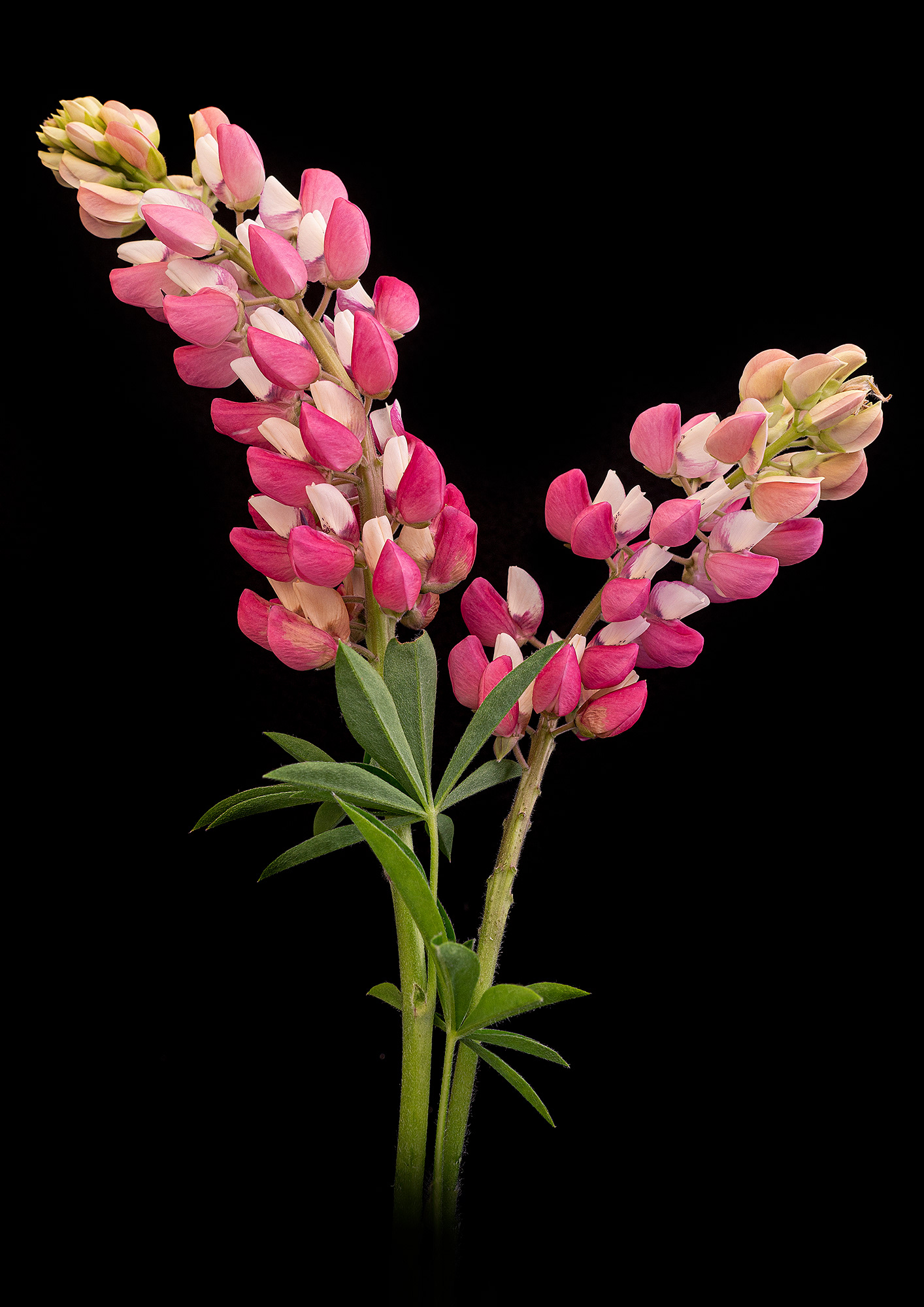Lupins