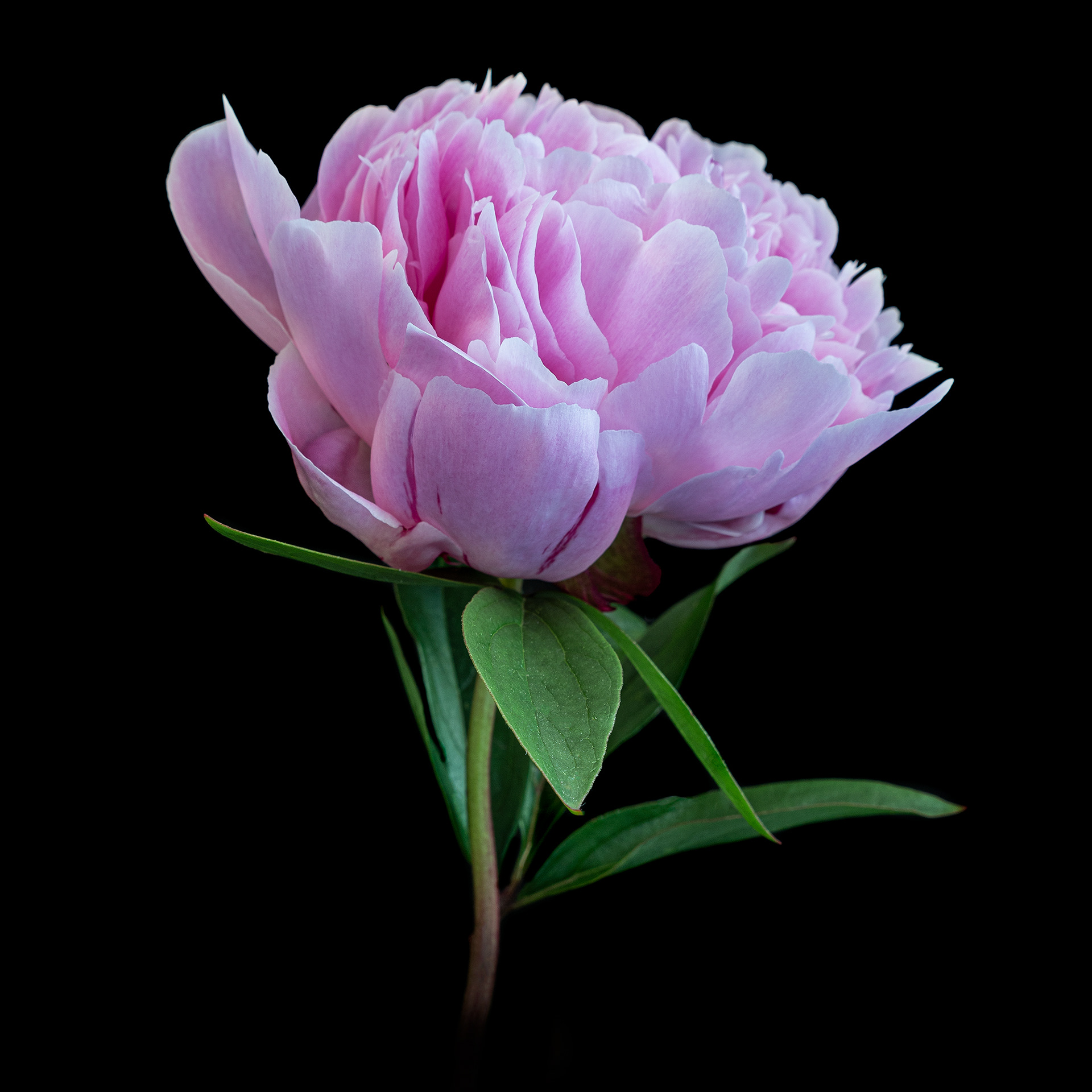 Pink peony
