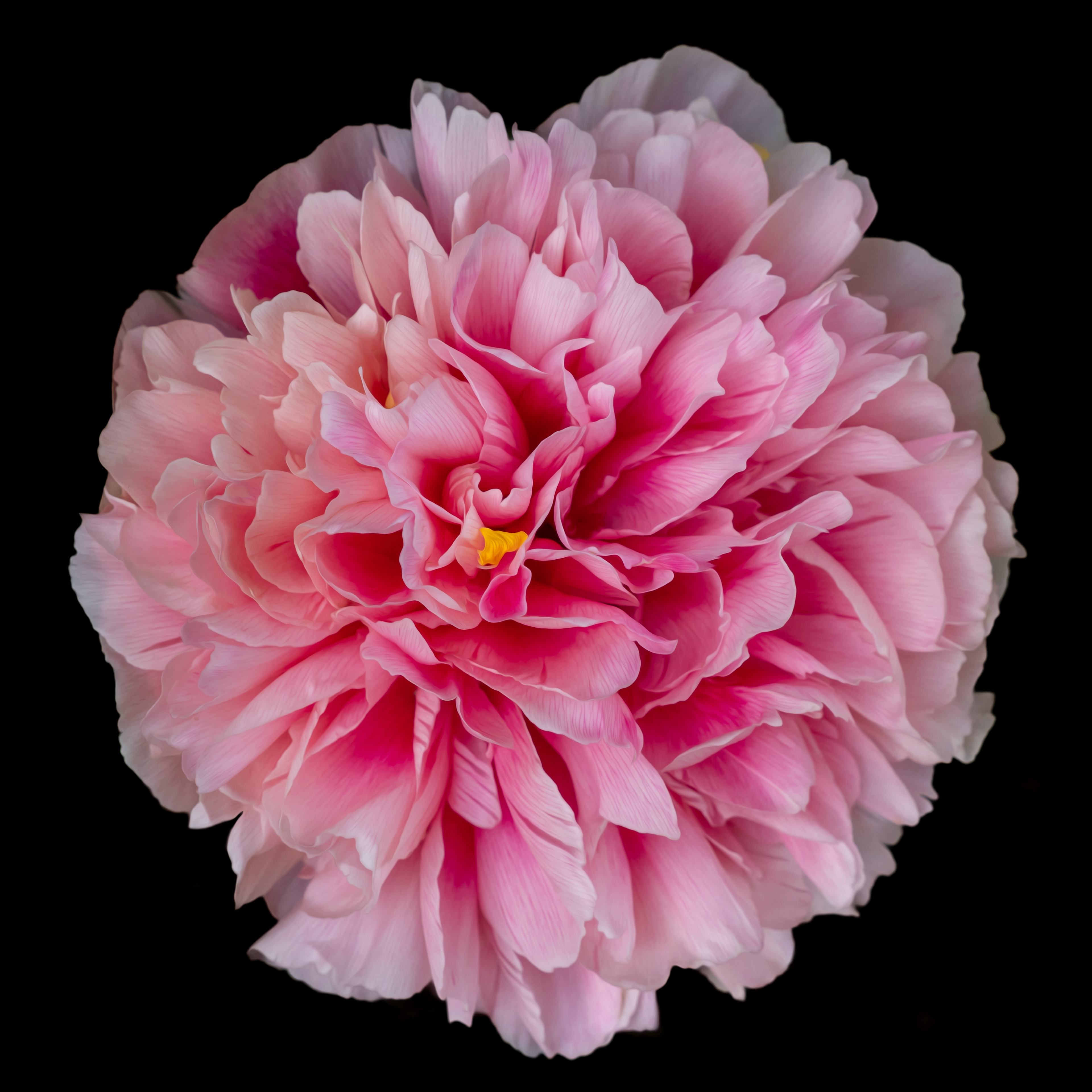 Pink peony