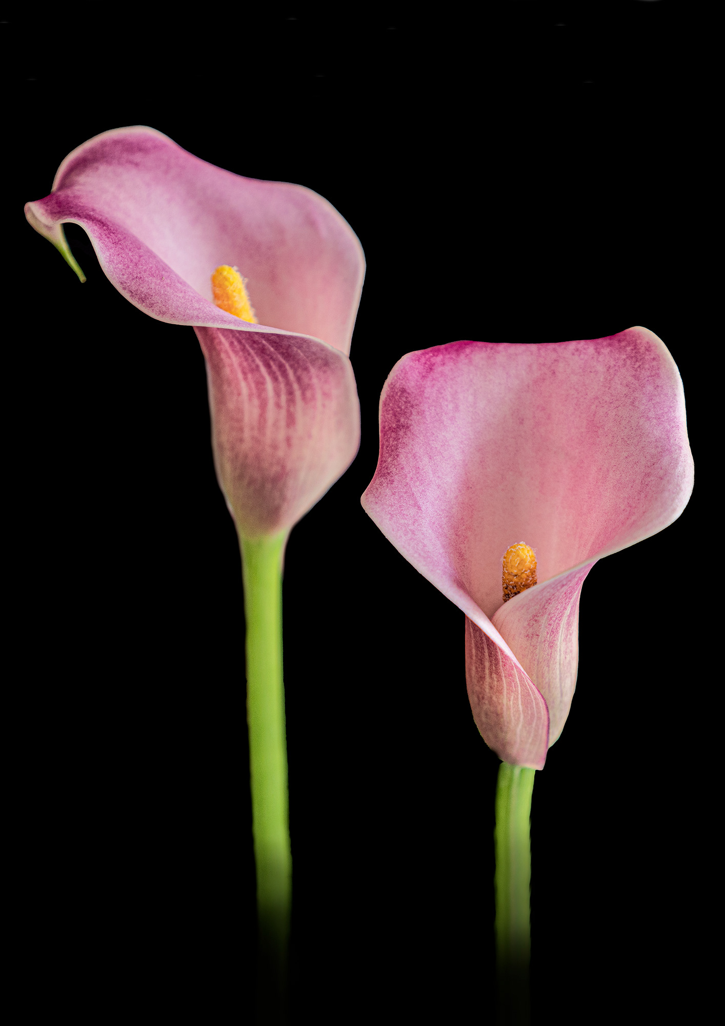 Calla lilies