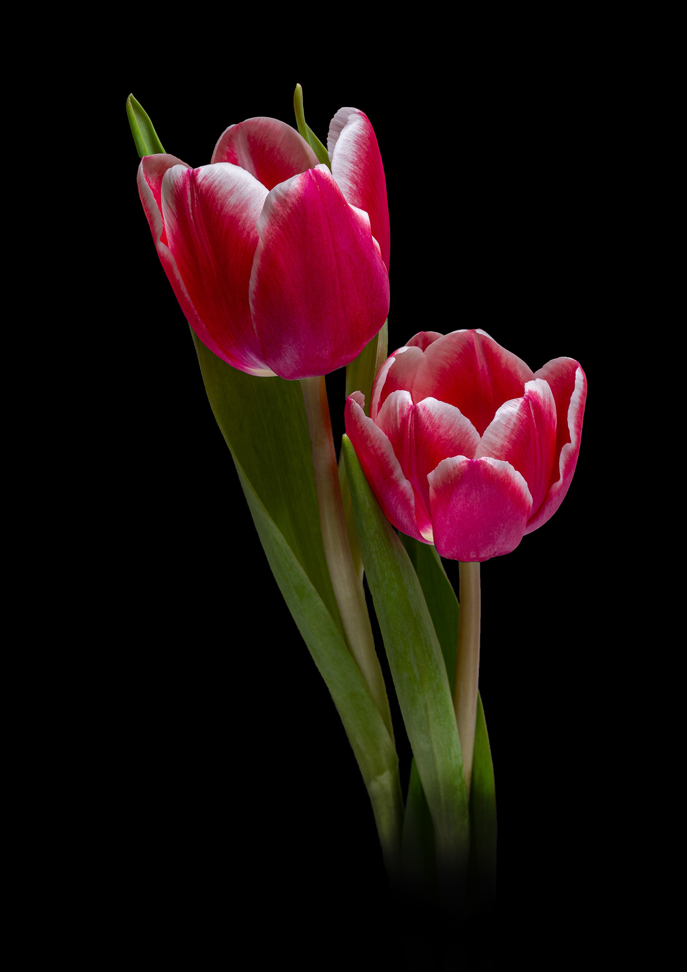 Red tulips