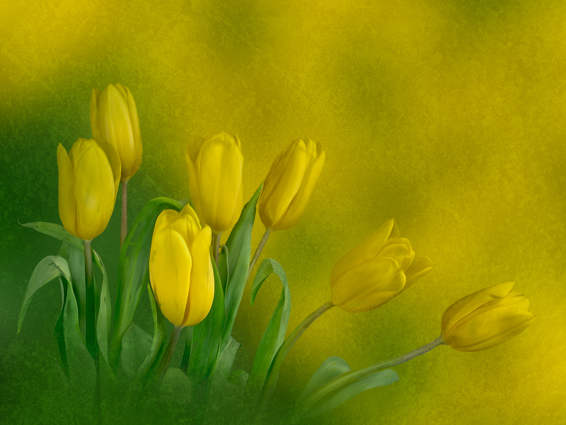 Yellow tulips