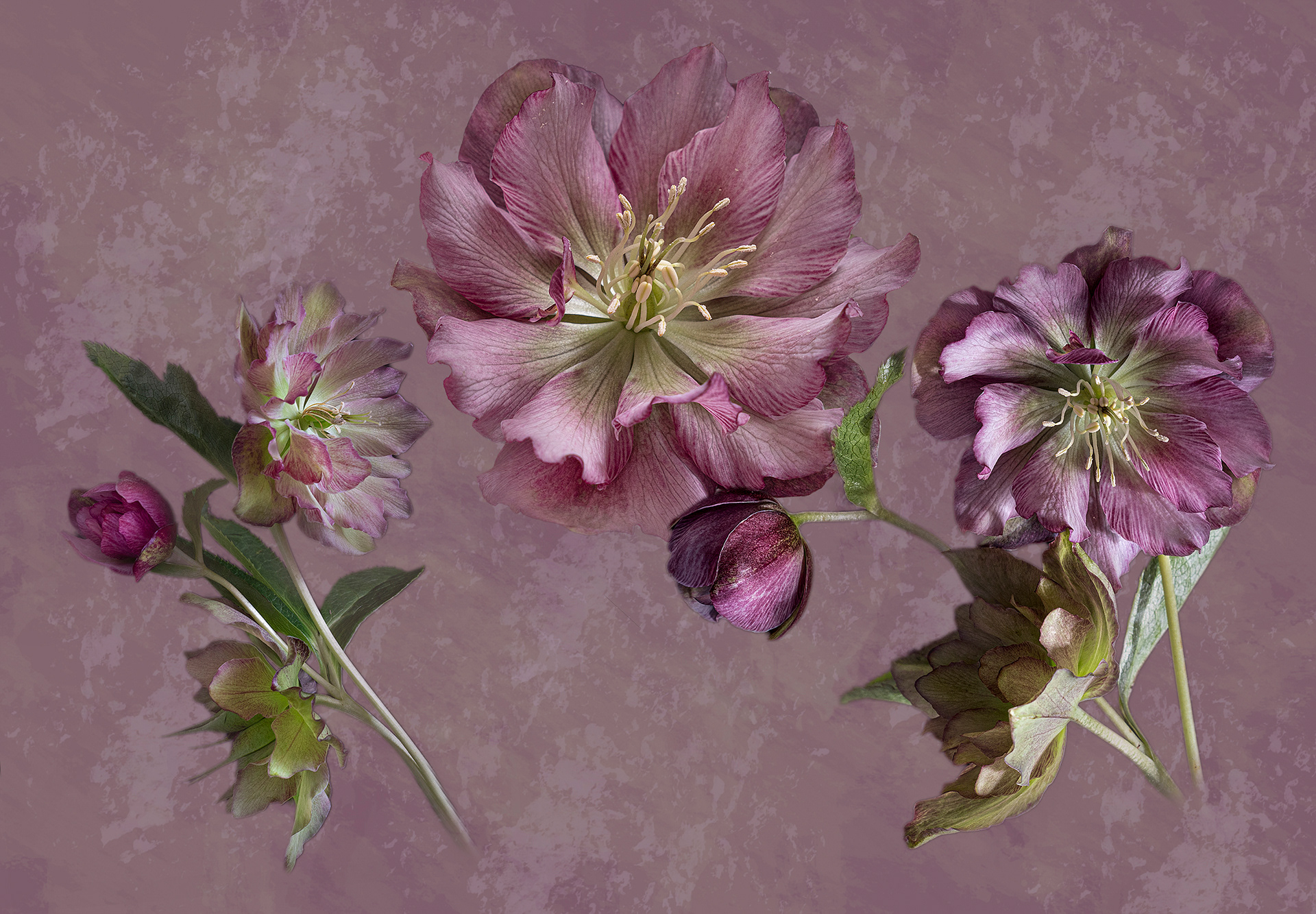 Hellebore collage