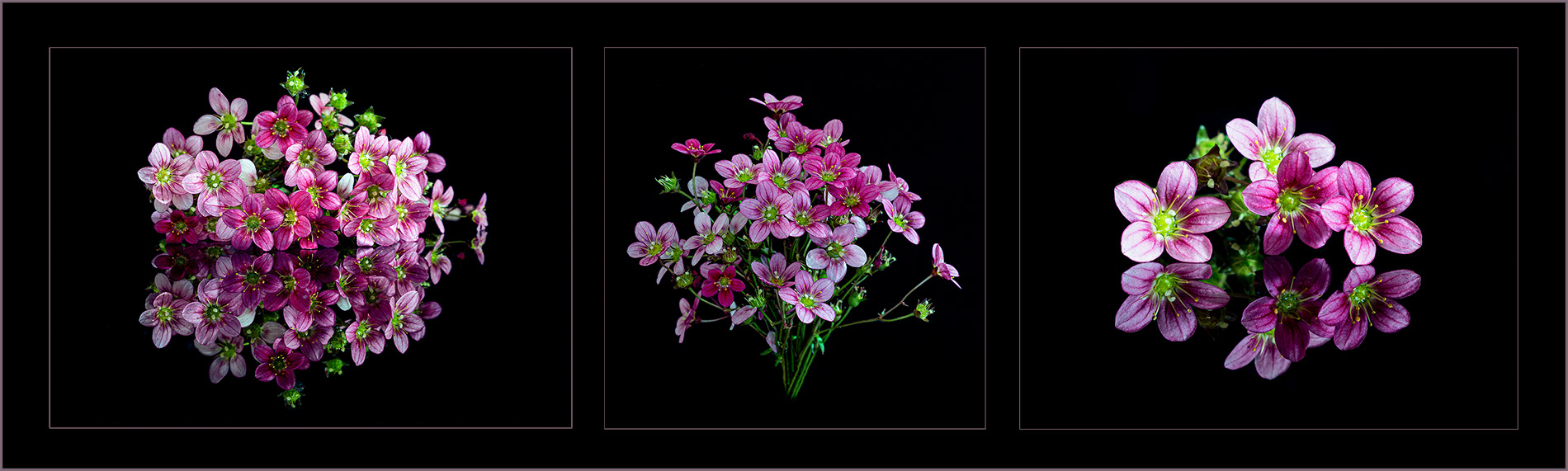 Saxifraga triptych