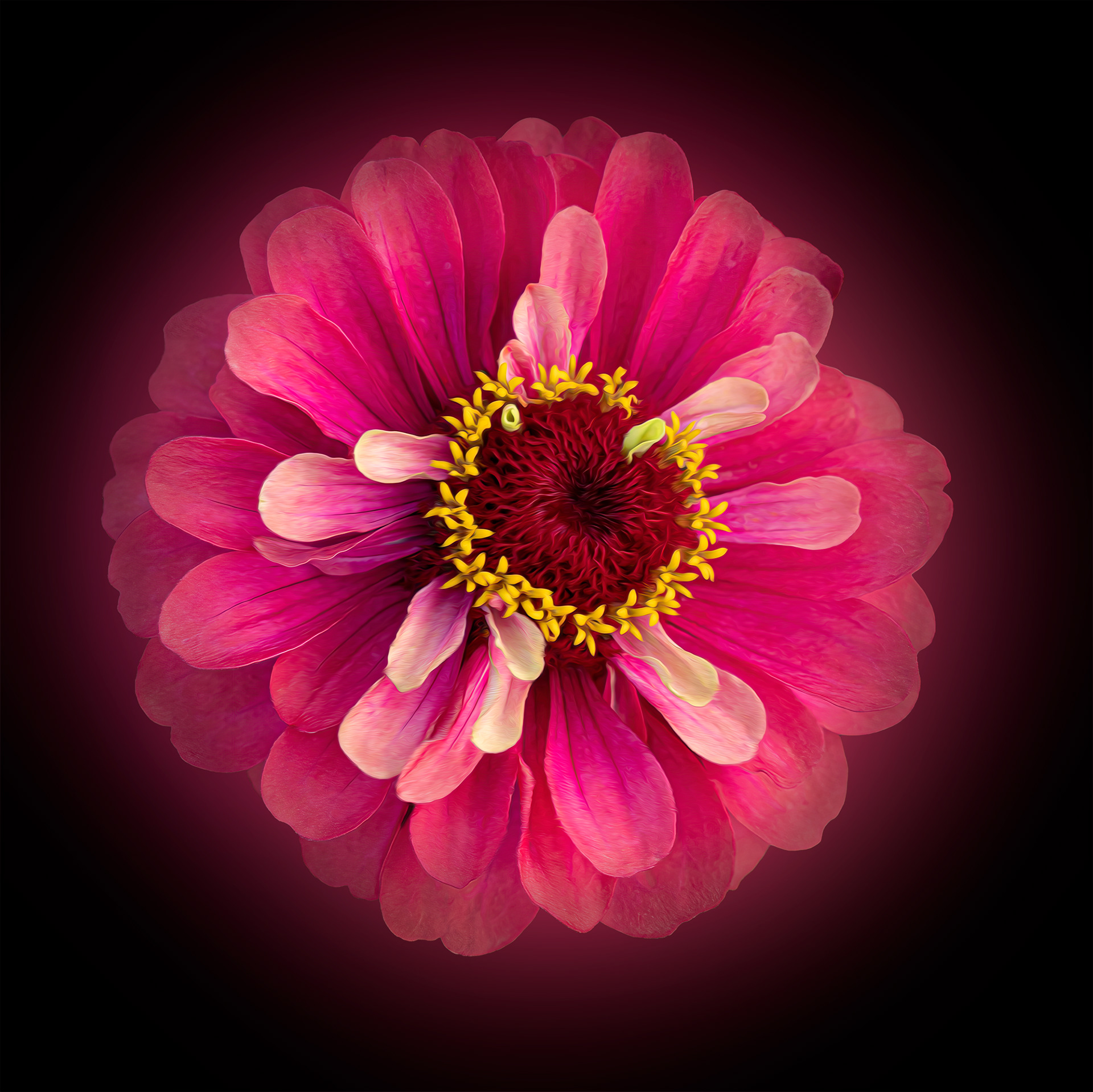 Zinnia