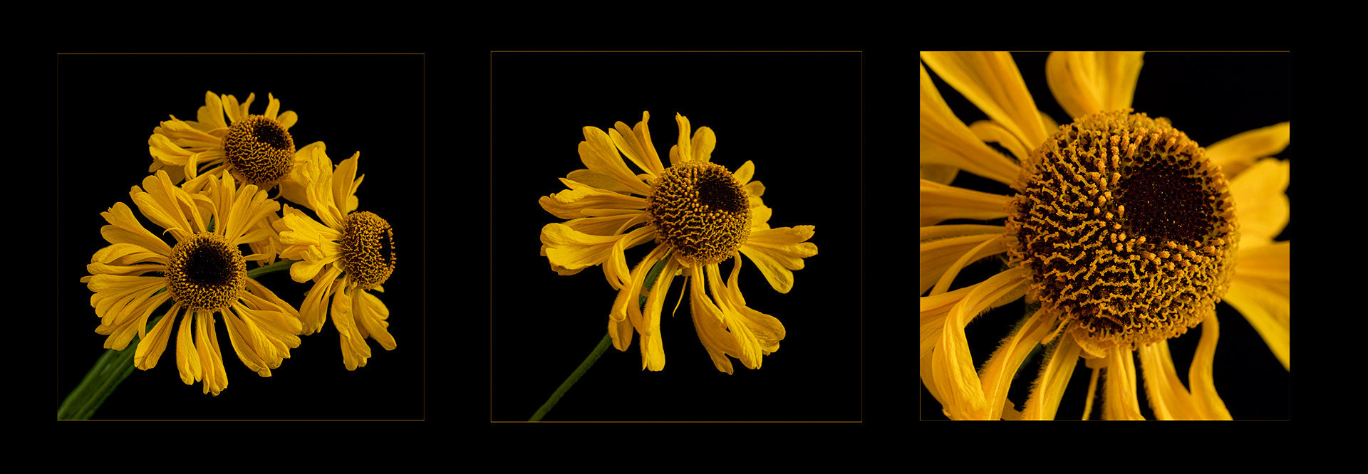 Helenium triptych