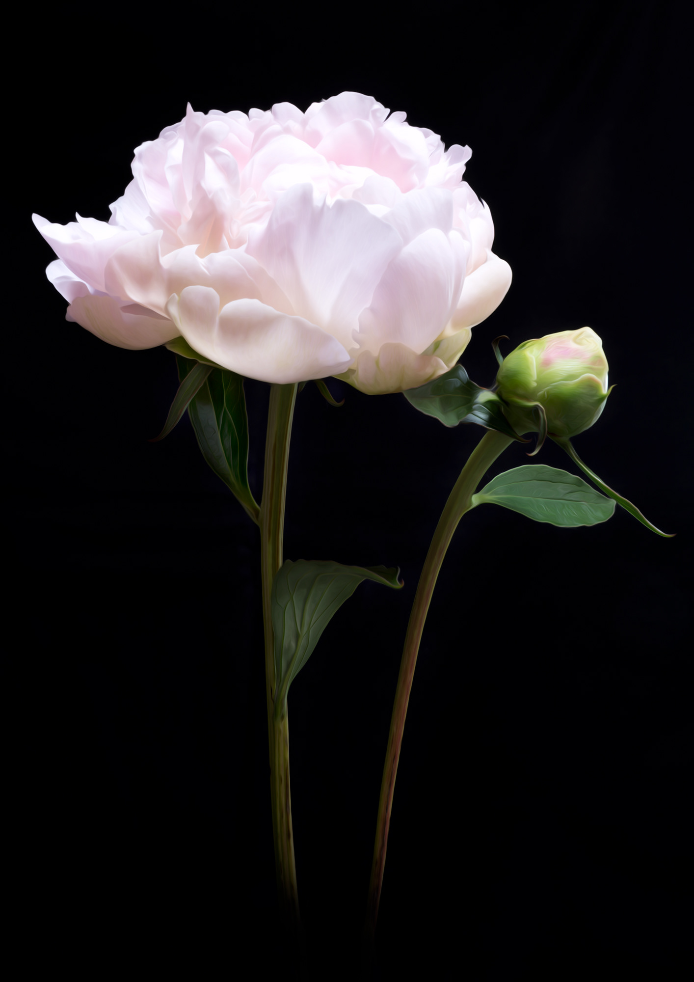 Pale pink peony