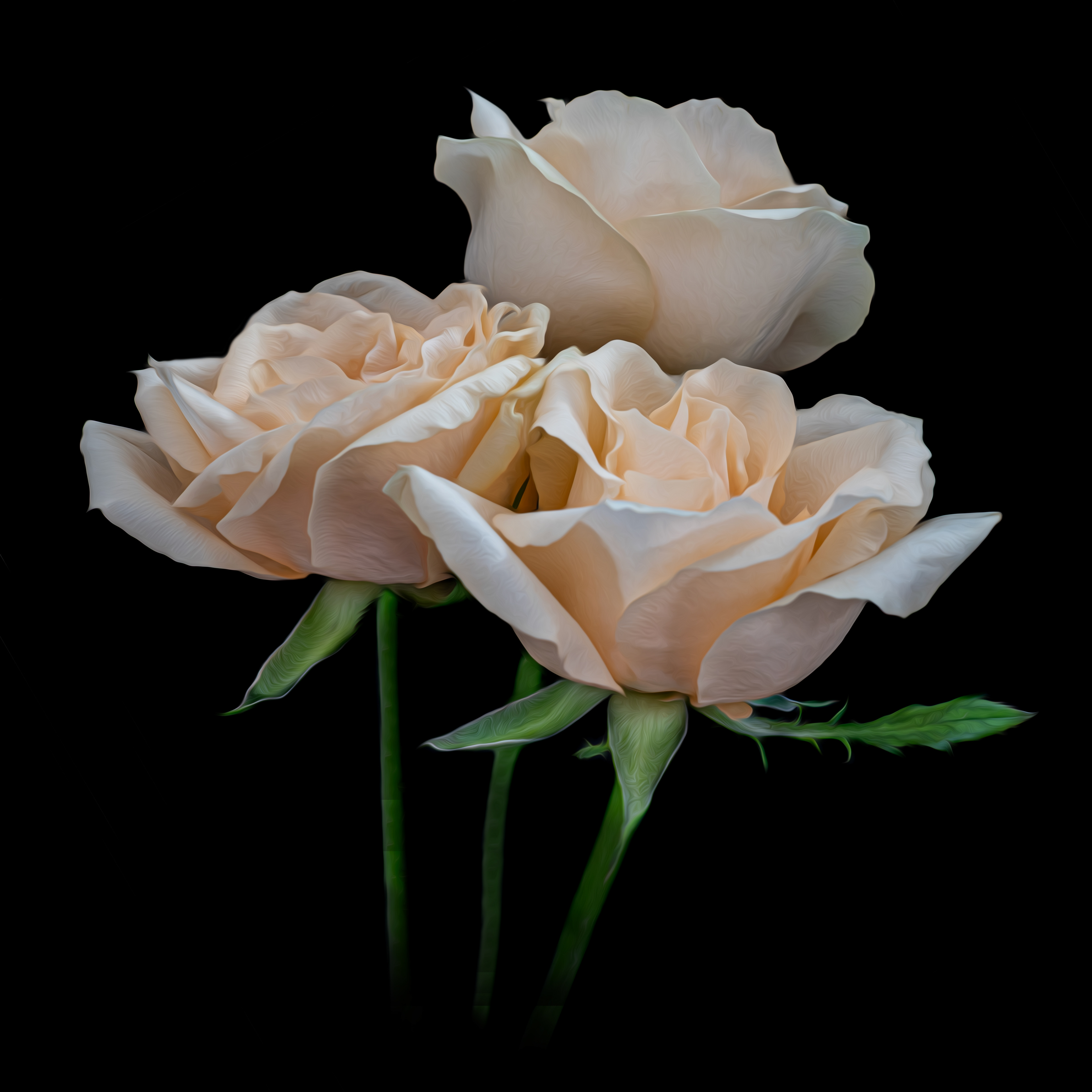 Trio of peach roses