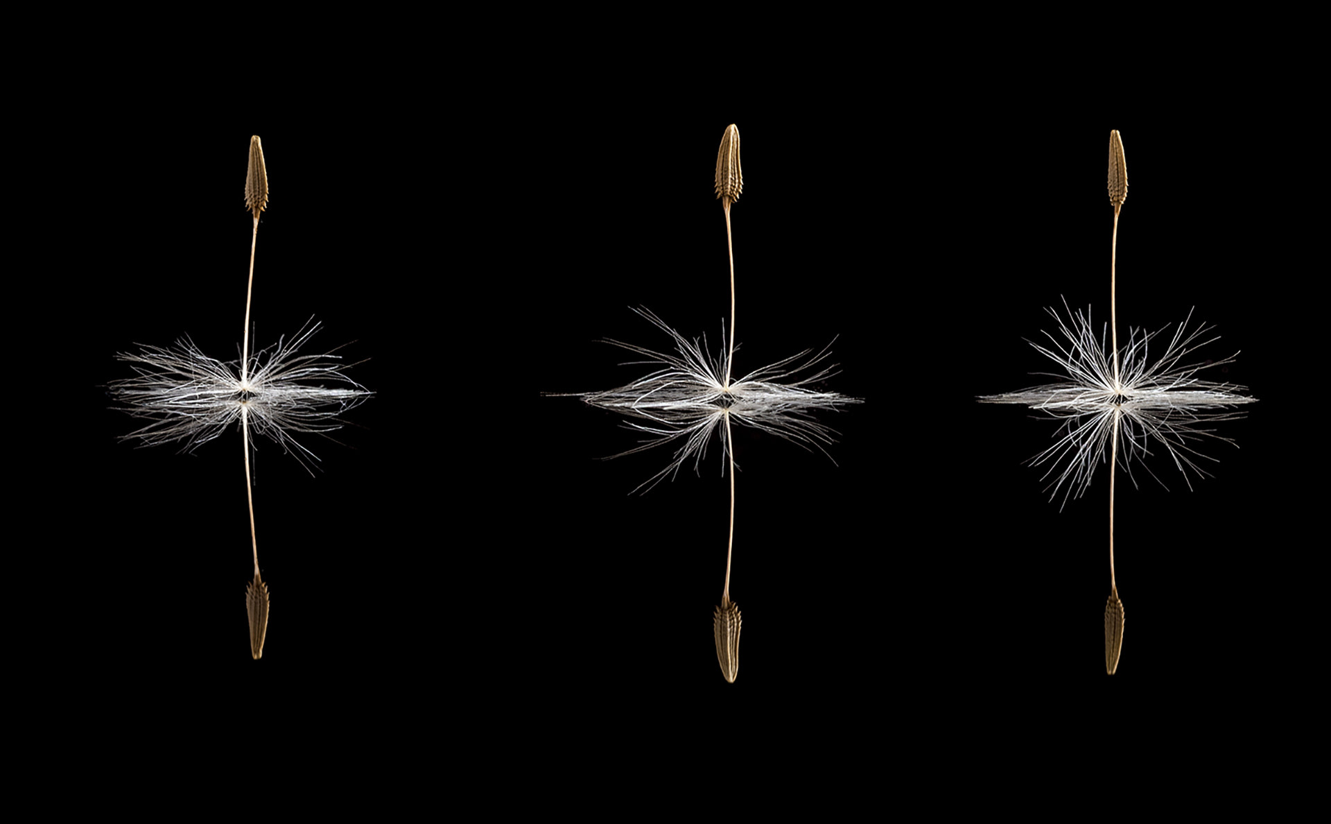 Dandelion ballerinas
