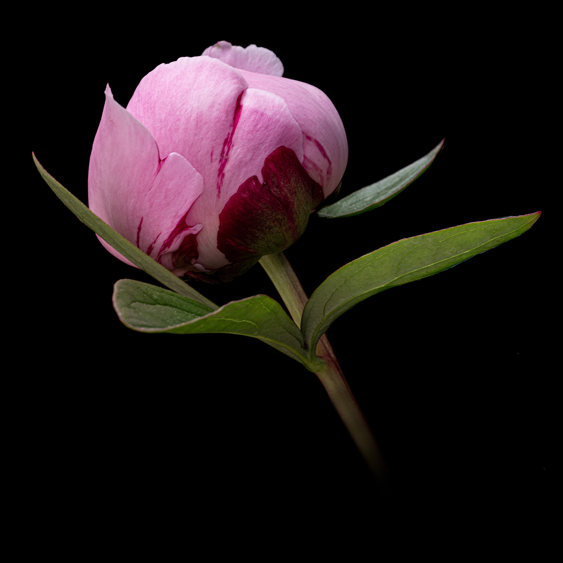 Peony bud