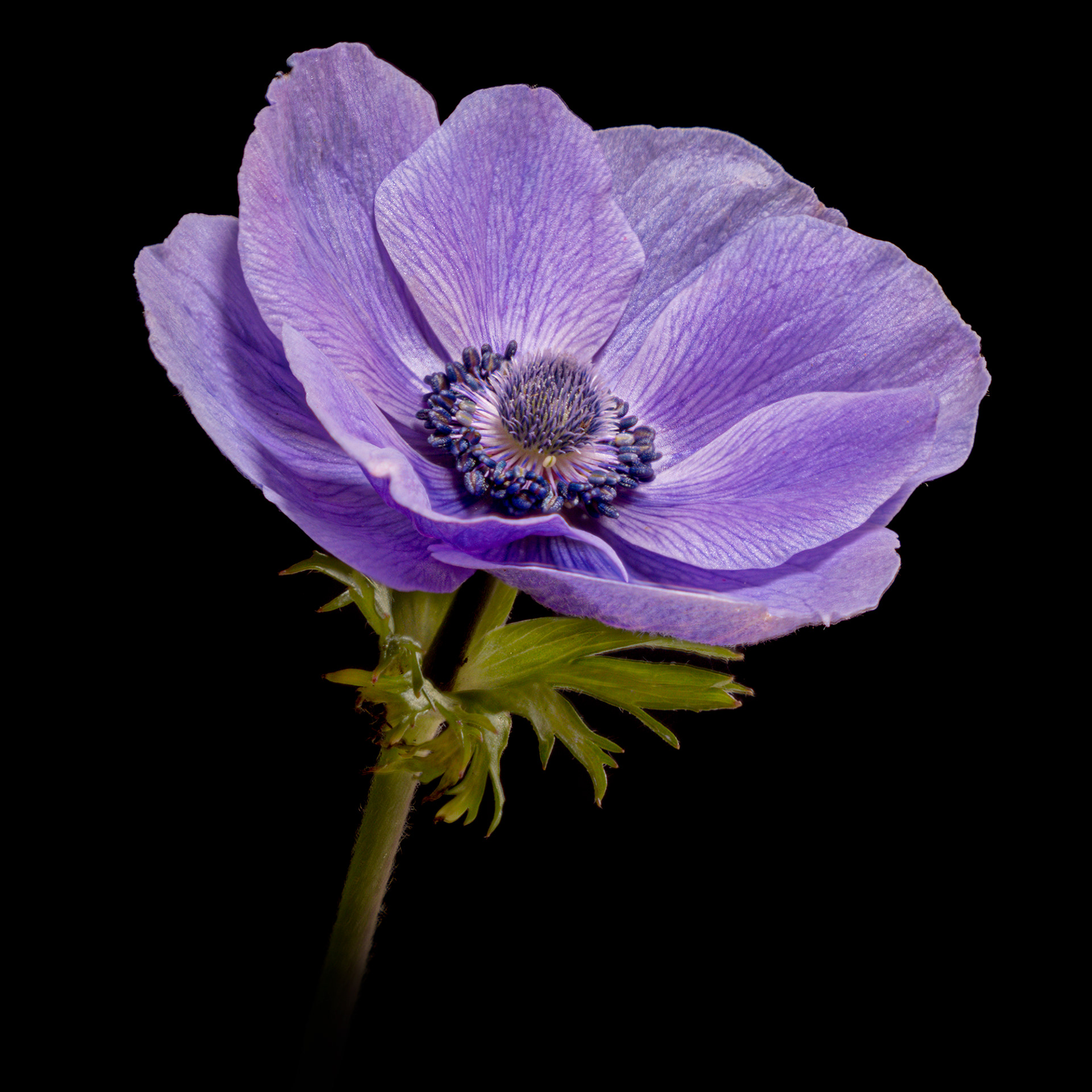 Anemone