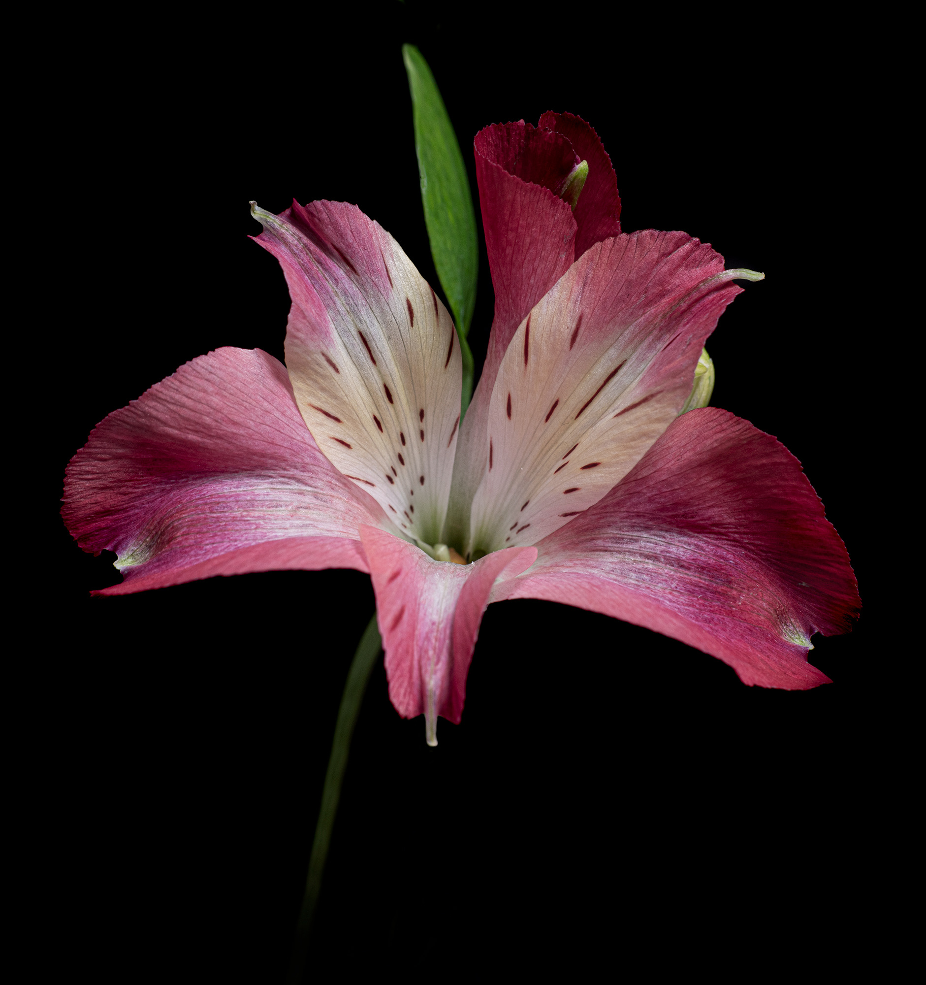 Pink alstroemeria