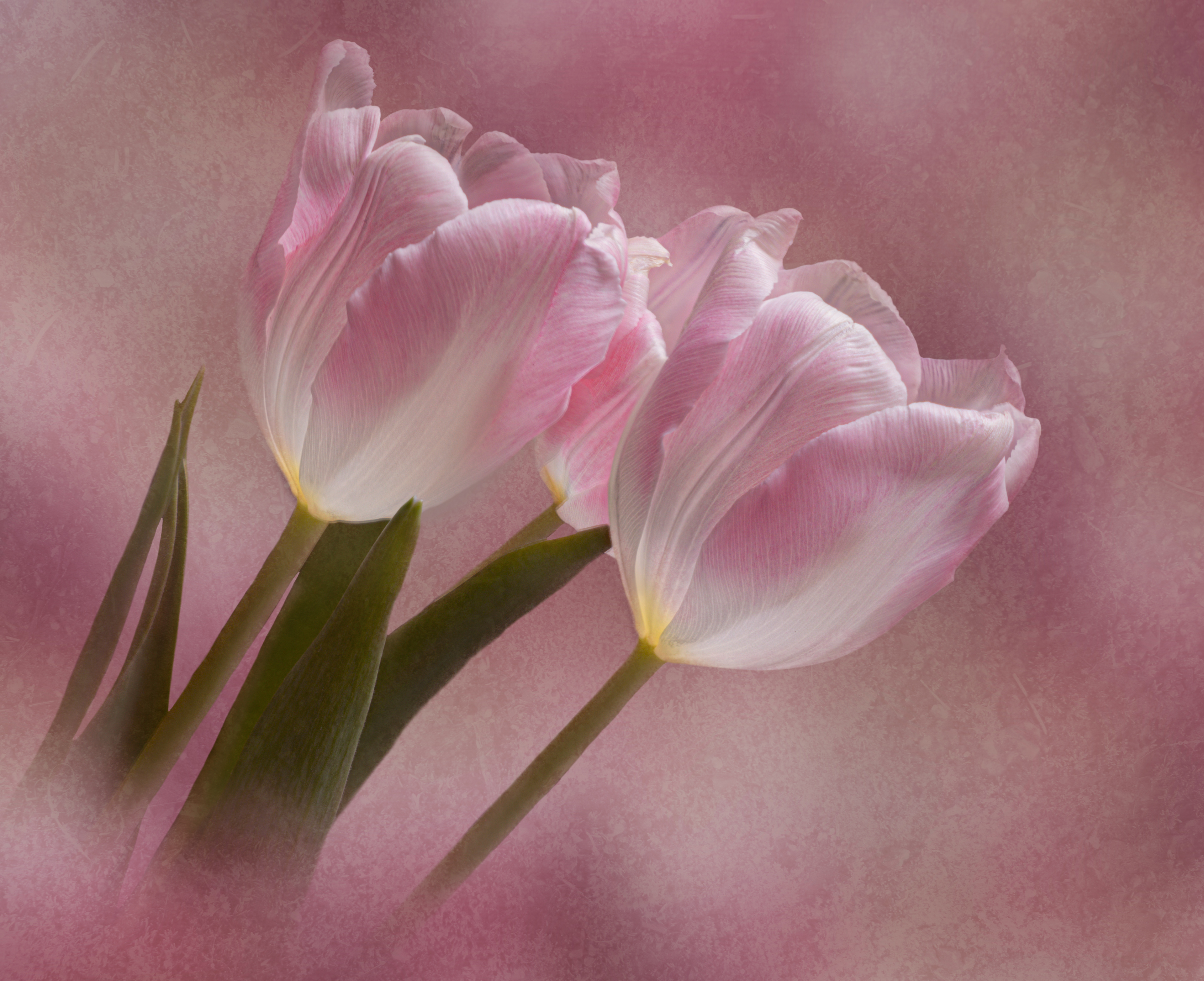 Pink tulip trio