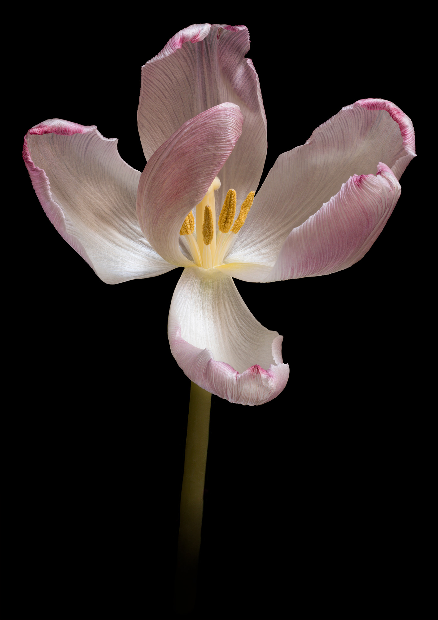 Fading tulip