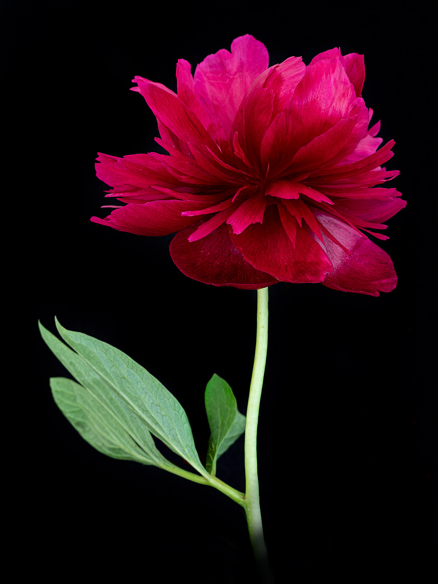 Red peony