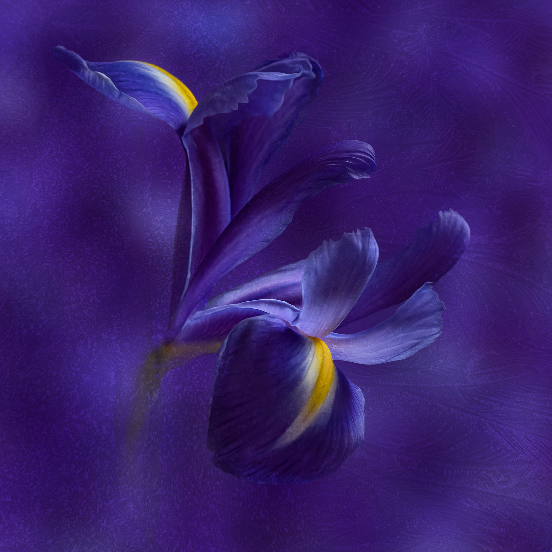 Purple iris