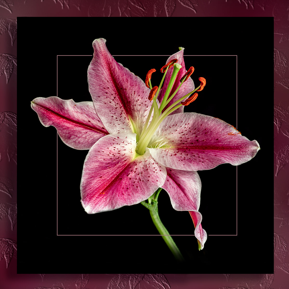 Framed pink stargazer lily