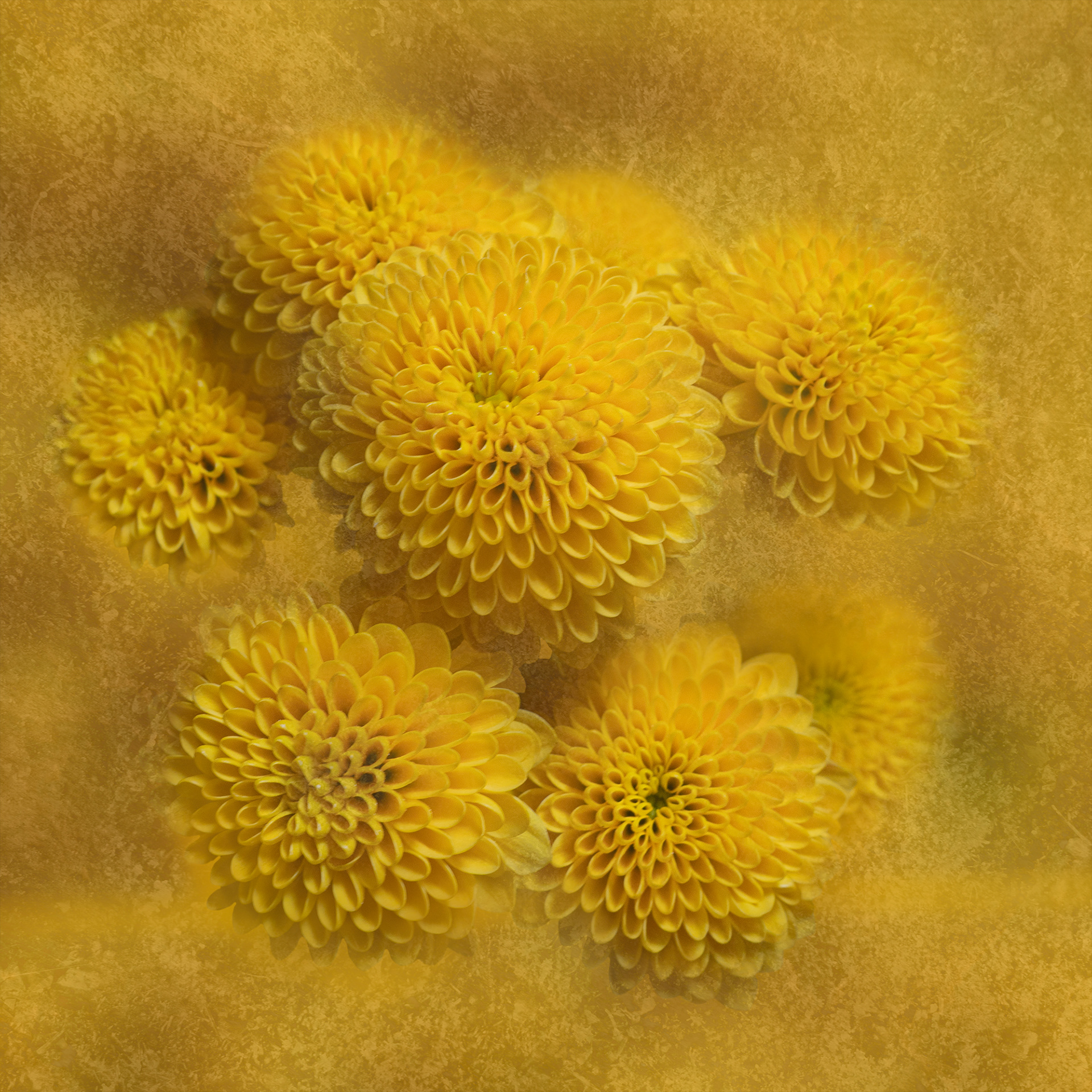 Mini Chrysanthemums