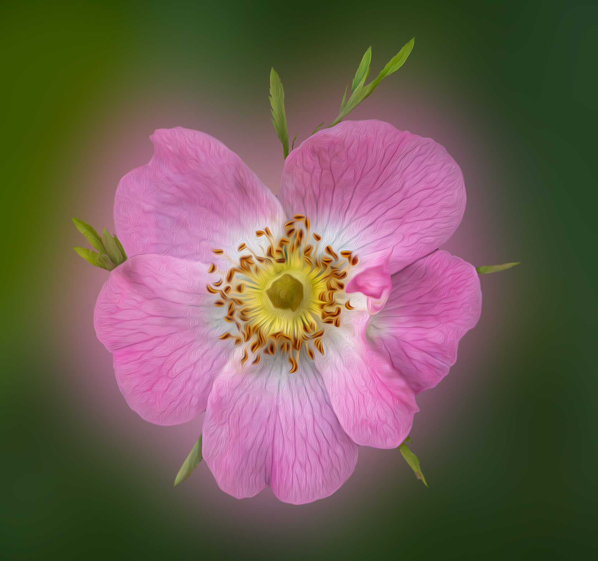 Wild rose