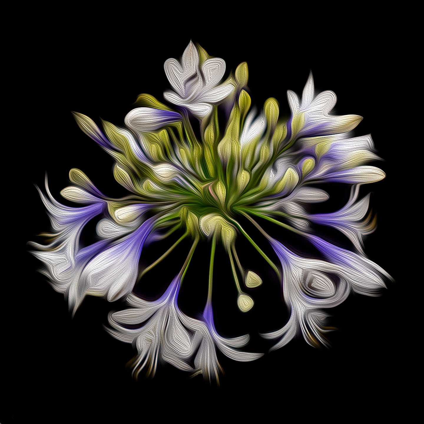 Agapanthus in oils
