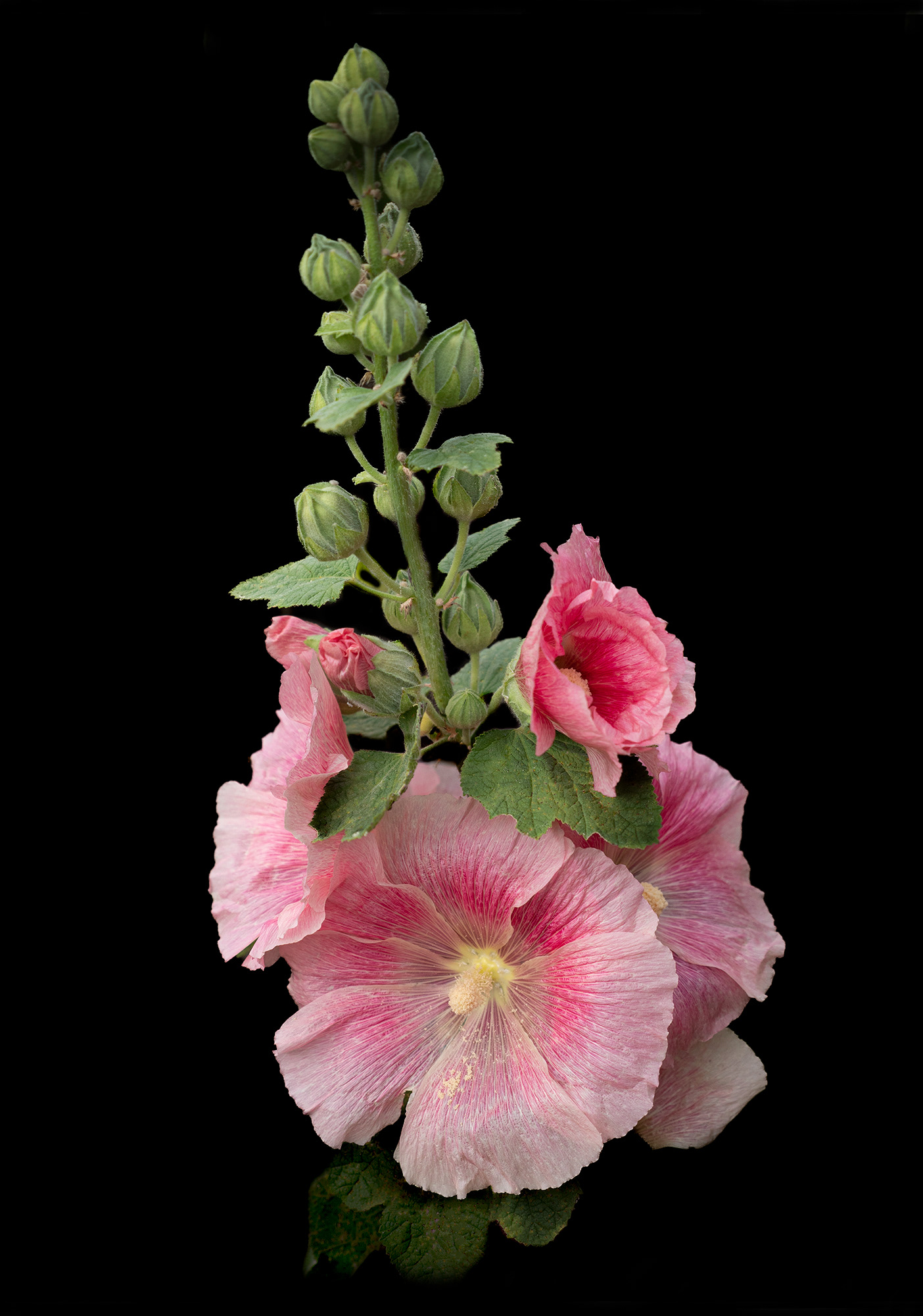Hollyhock