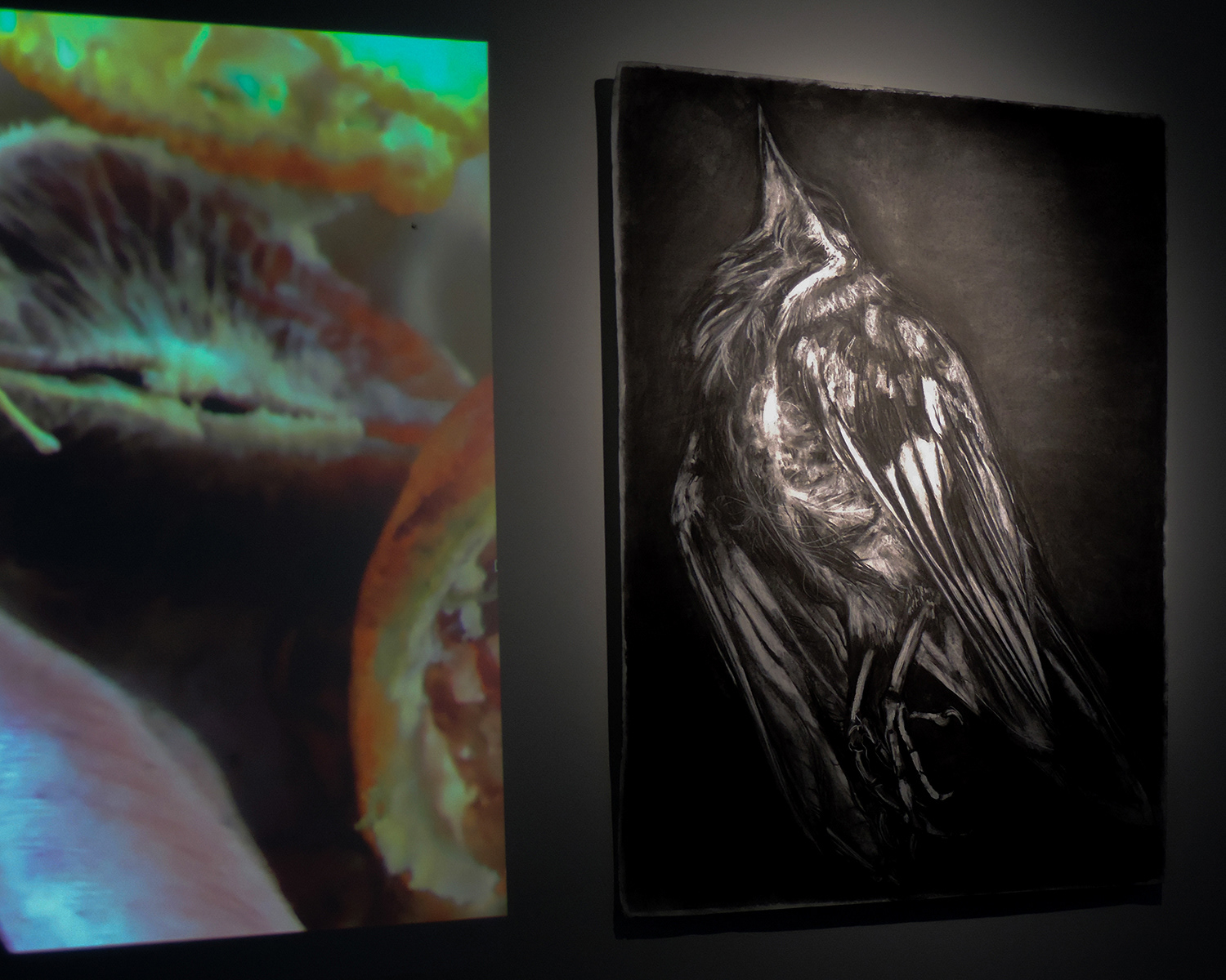 Fruiting Bodies Installation