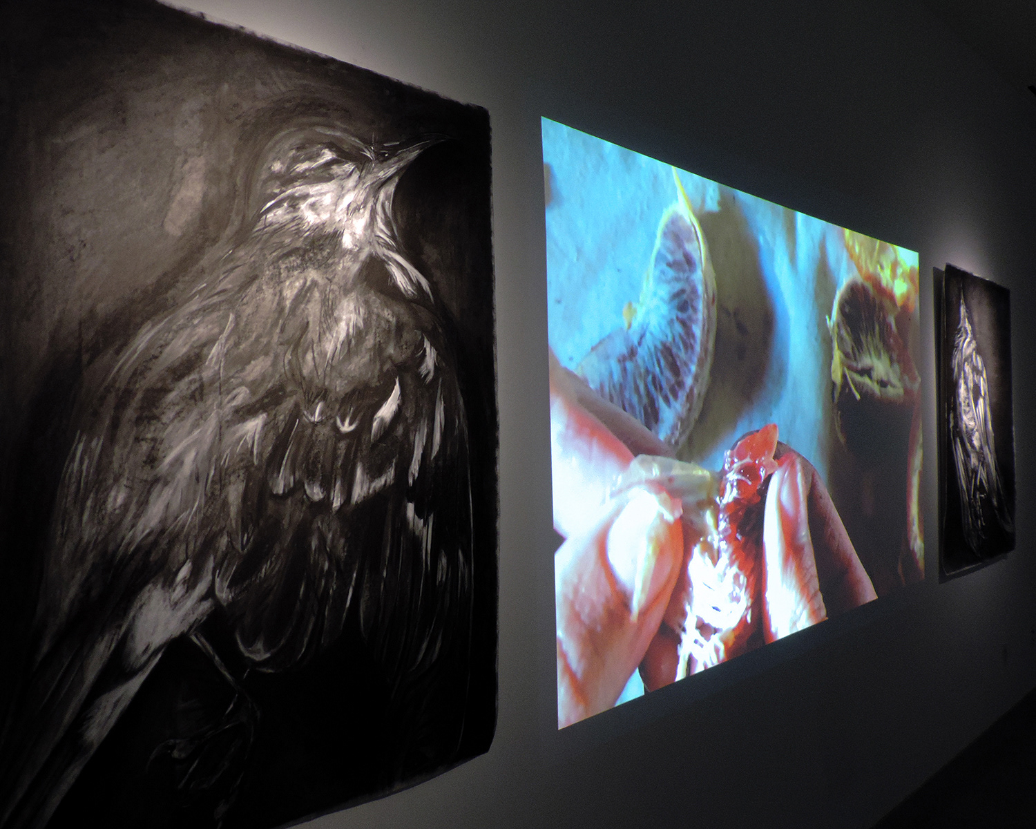 Fruiting Bodies Installation