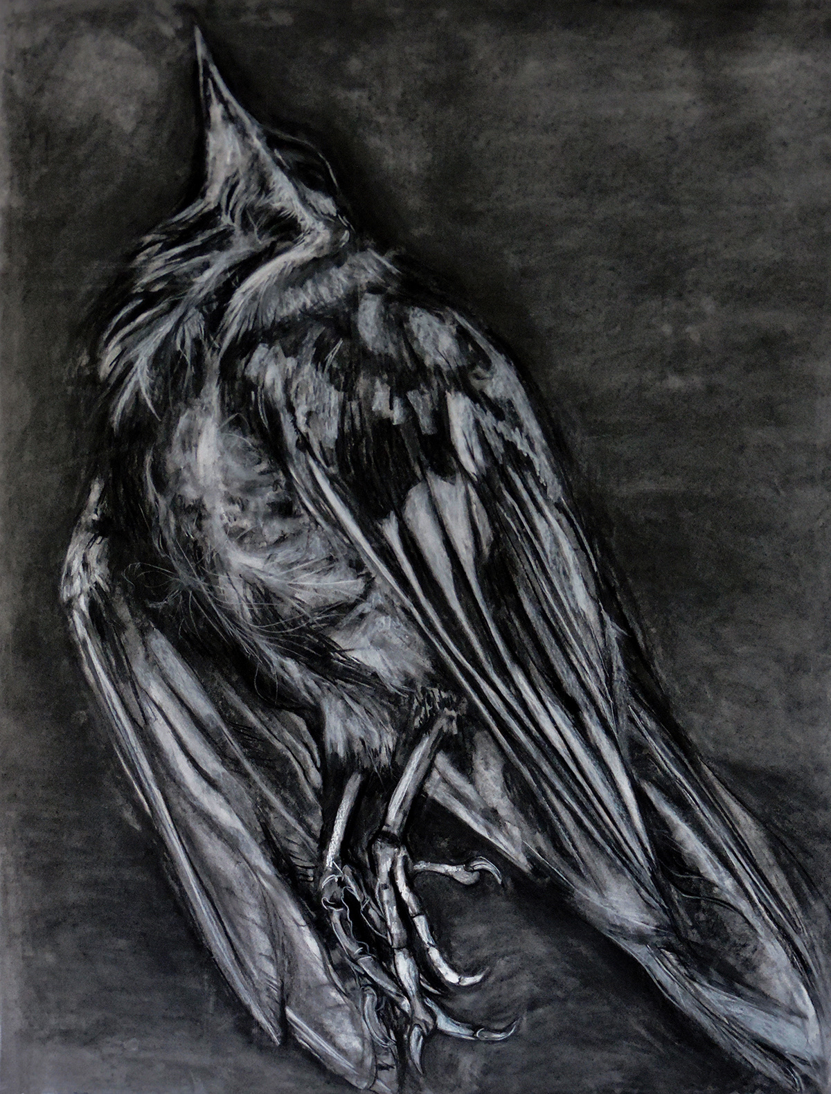 Bird 2. Charcoal. 2020.