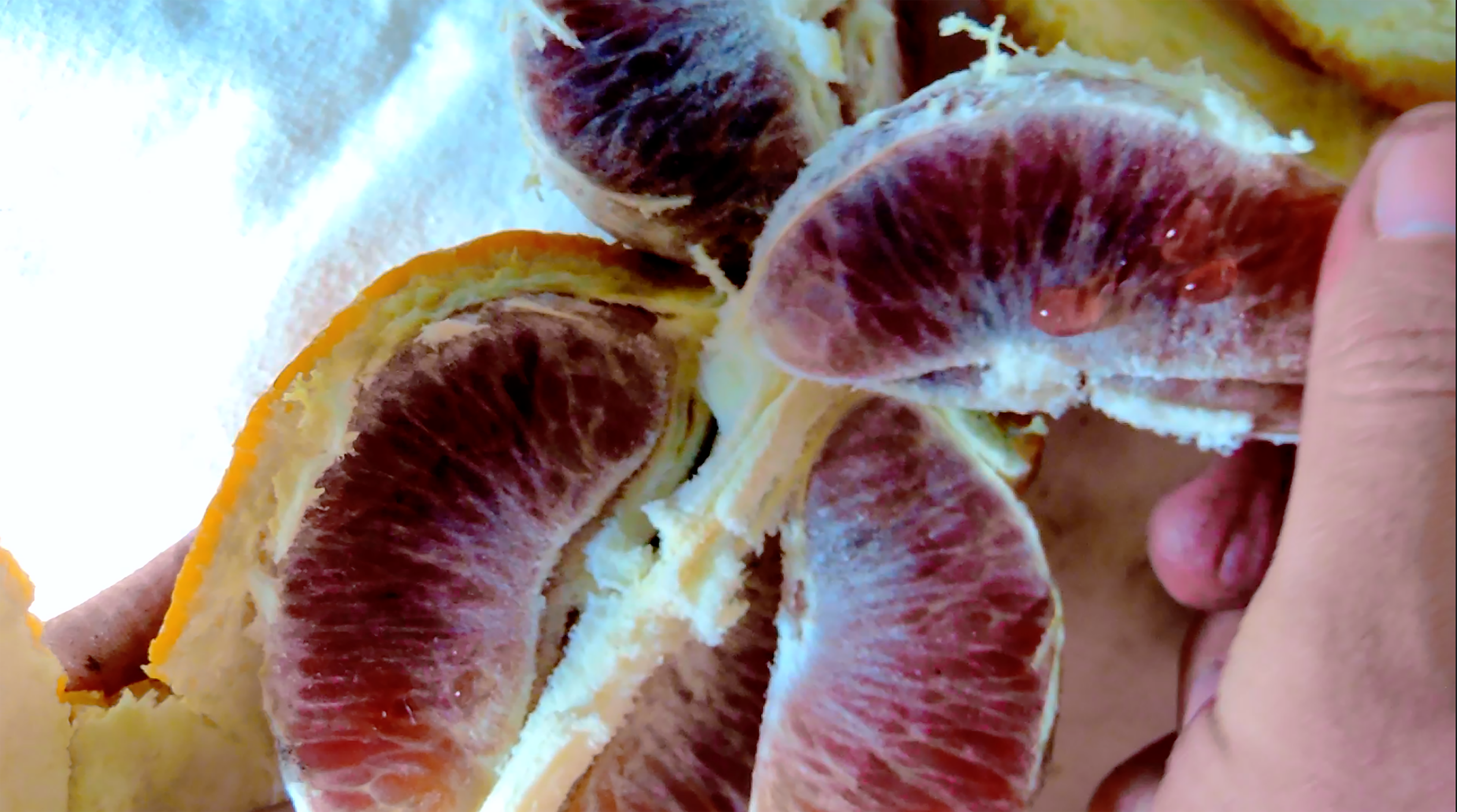 Fruiting Bodies video still. Digitil film. 2020.