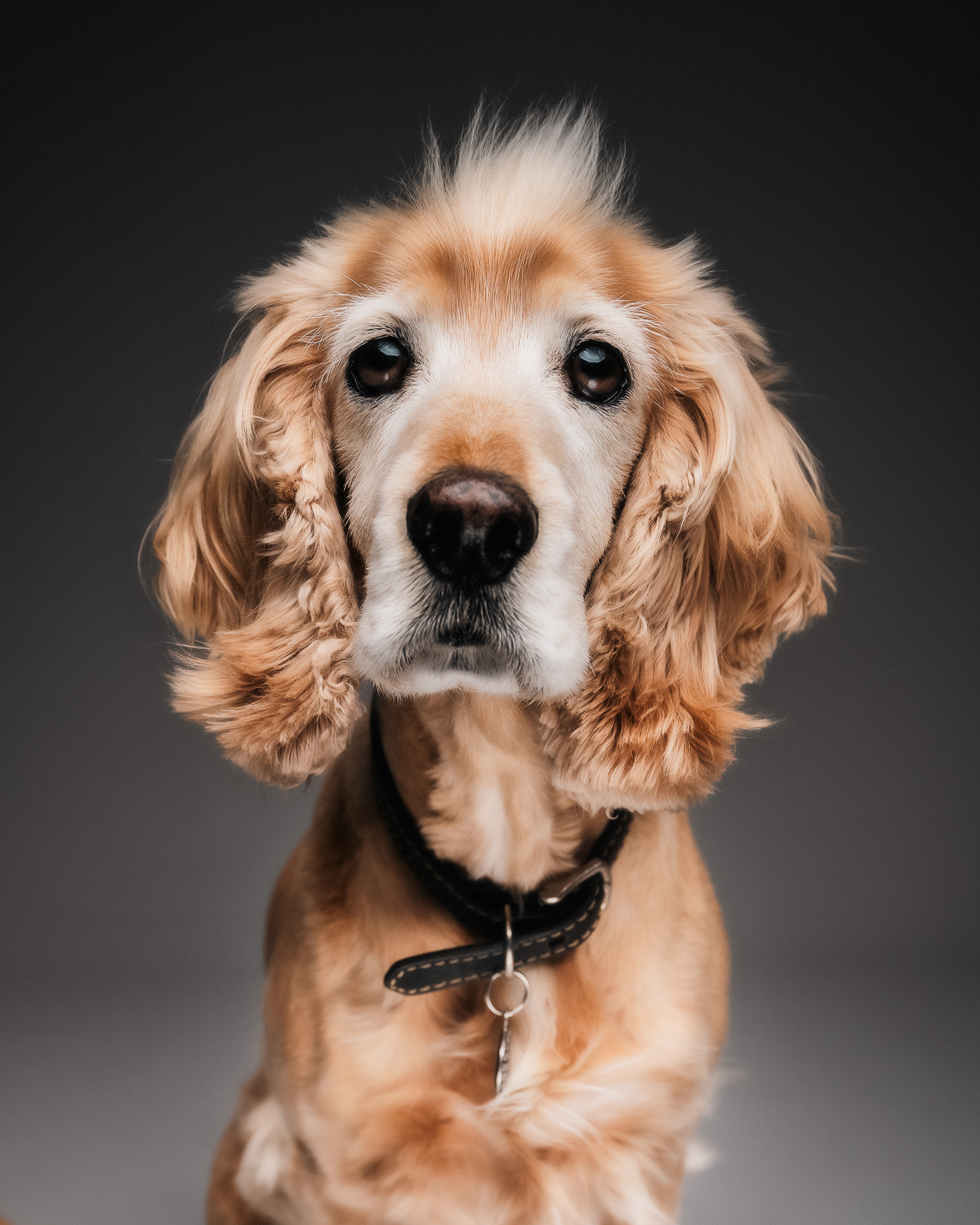 Fine art dog portrait in Woodstock studio by Hound & Halo, Cape Town
