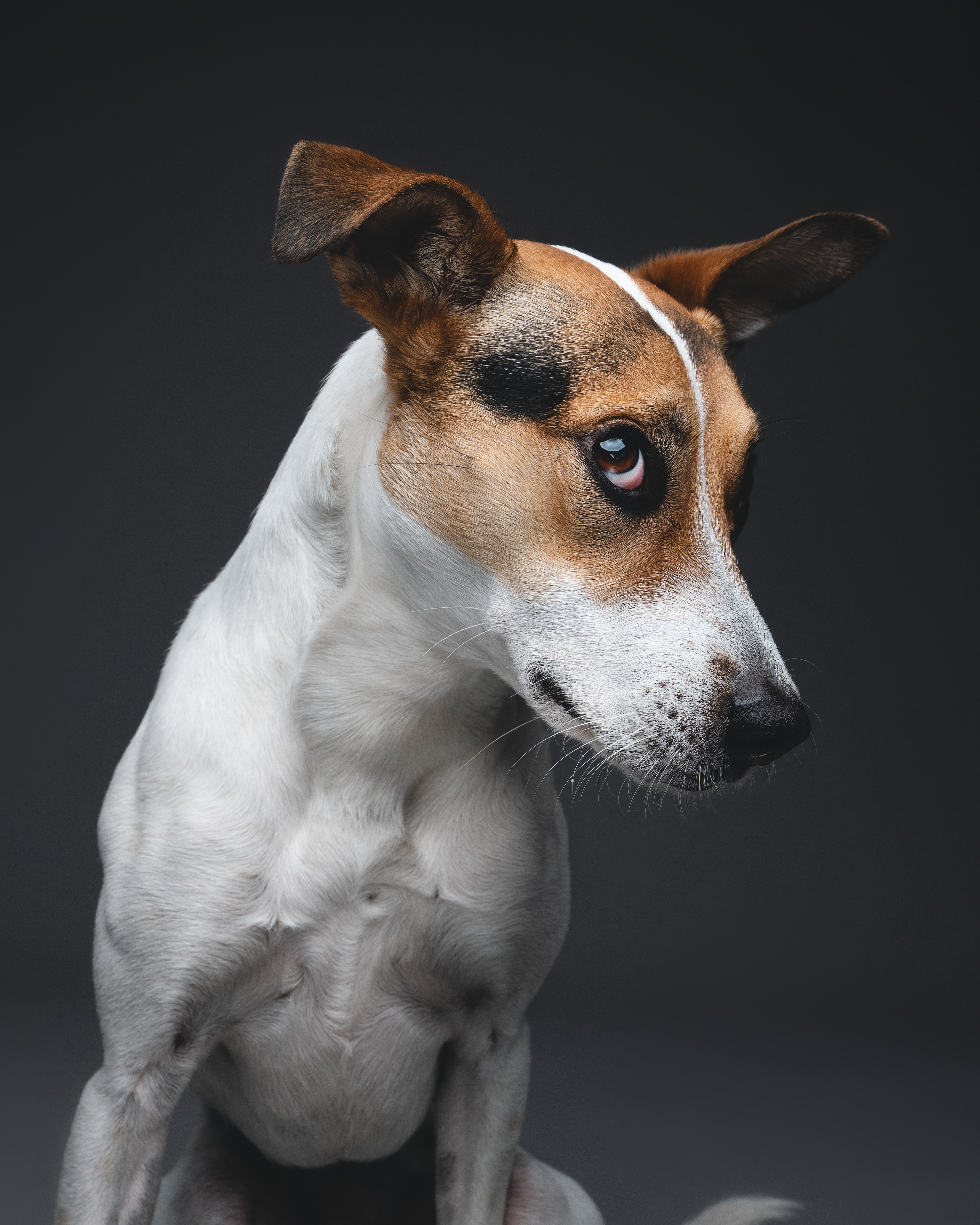 Fine art dog portrait in Woodstock studio by Hound & Halo, Cape Town