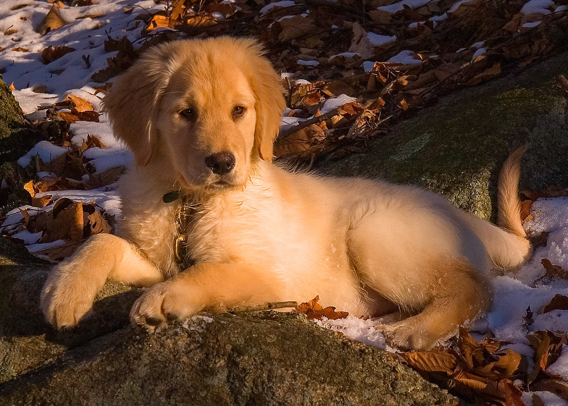 Golden Boy