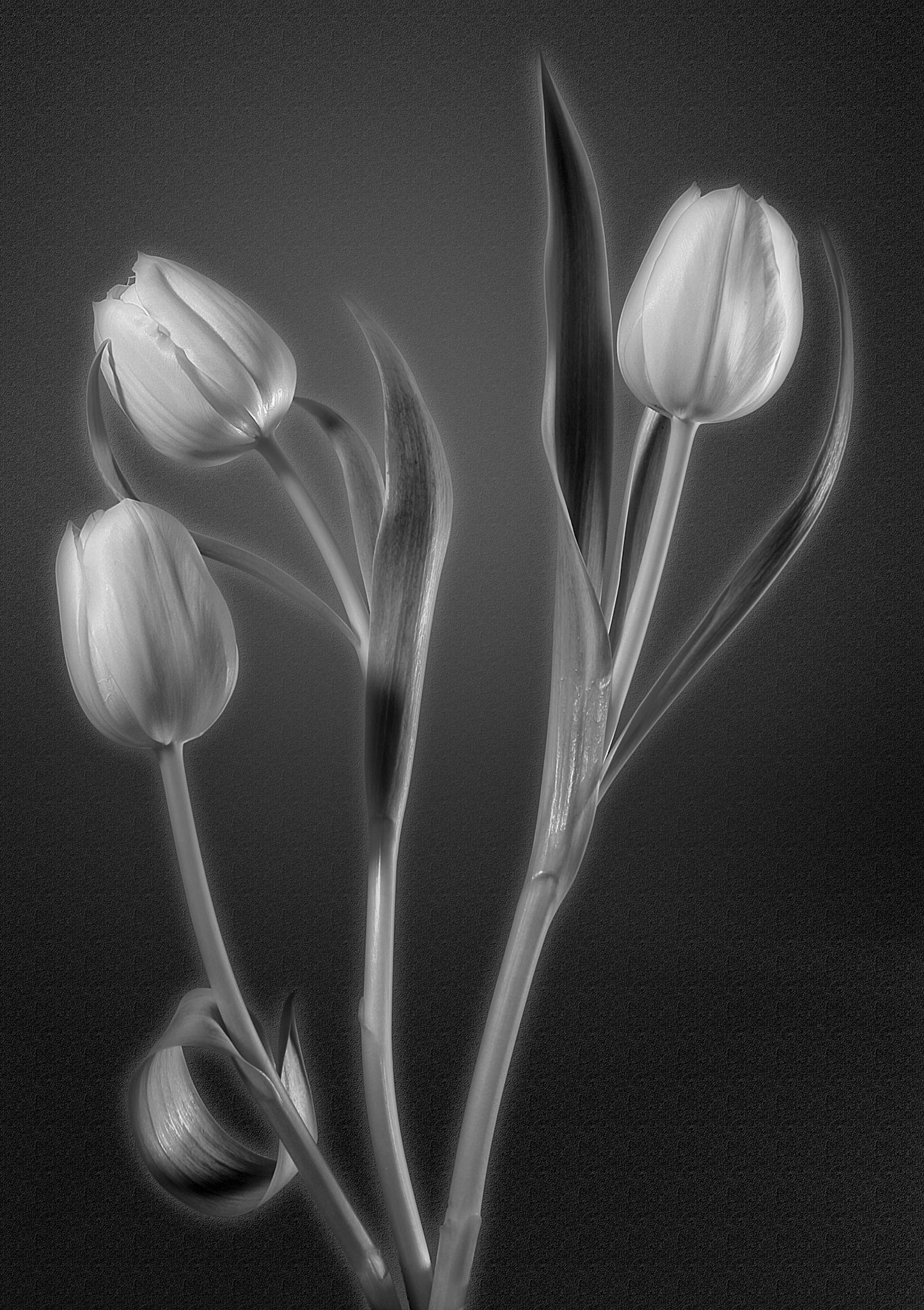 3 Tulips