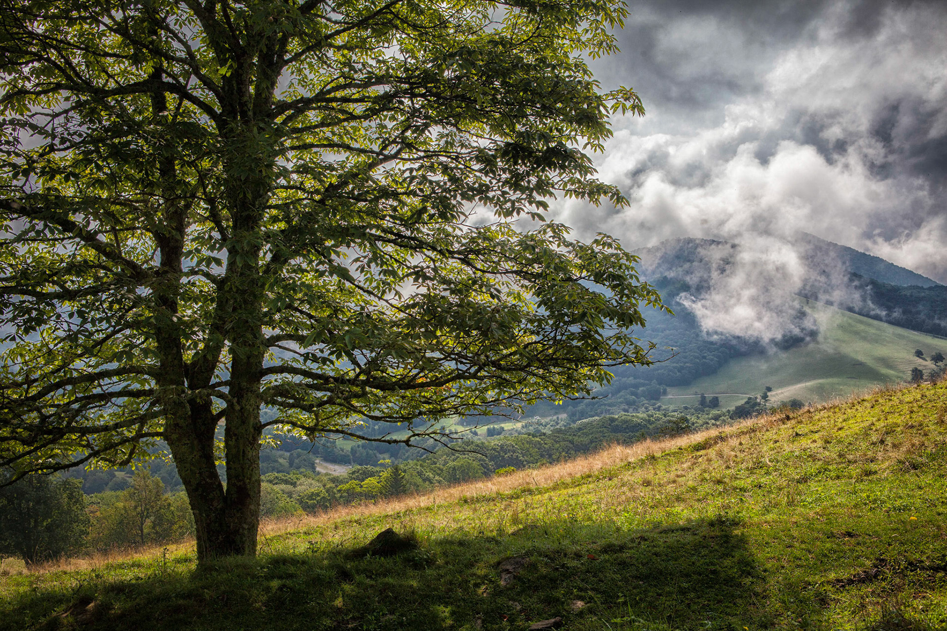 Hemphill Bald, Smokey Mtns.