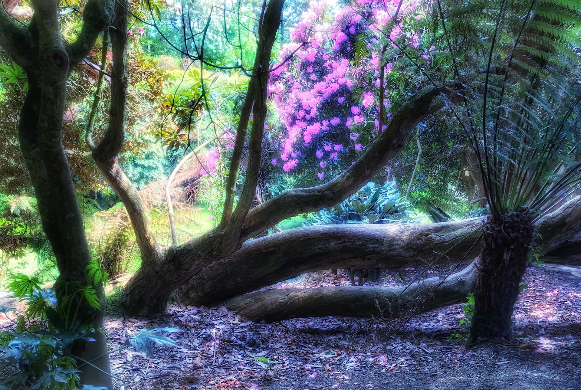 Lost Gardens of Heligan, UK