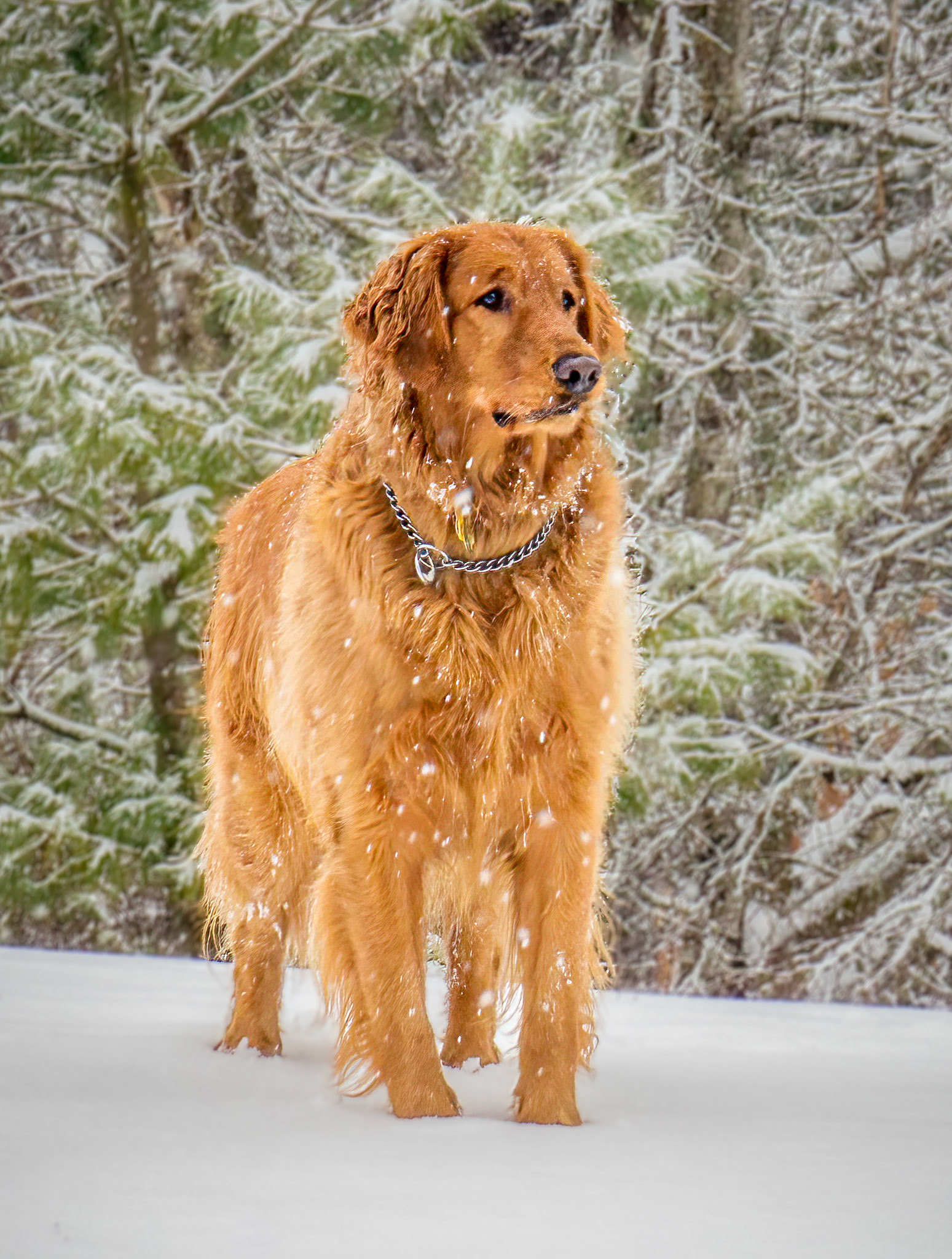 Charlie in Vermont