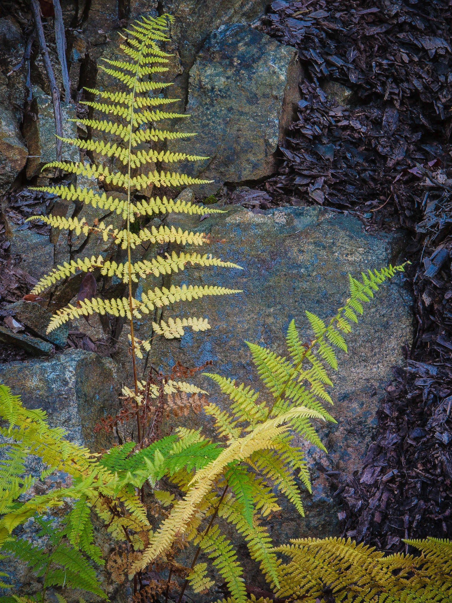 Ferns