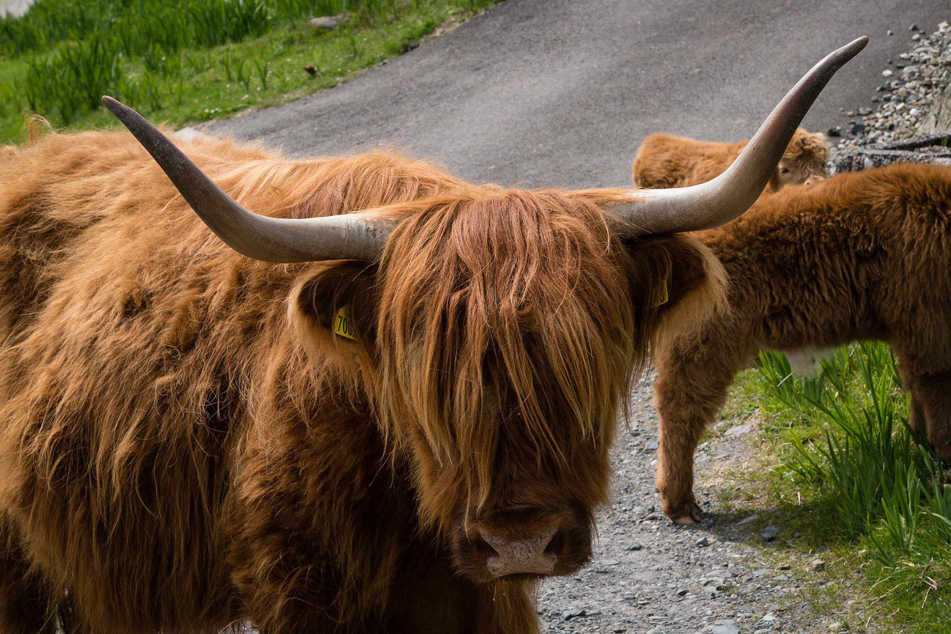 Highland Cow